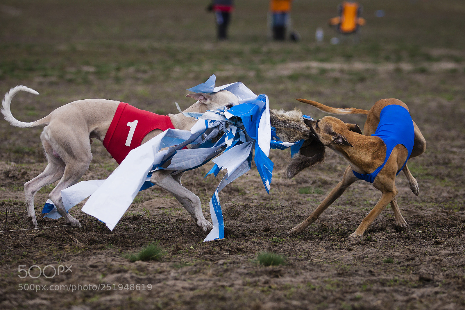 Canon EOS 5D Mark II sample photo. Whippet dog running in photography