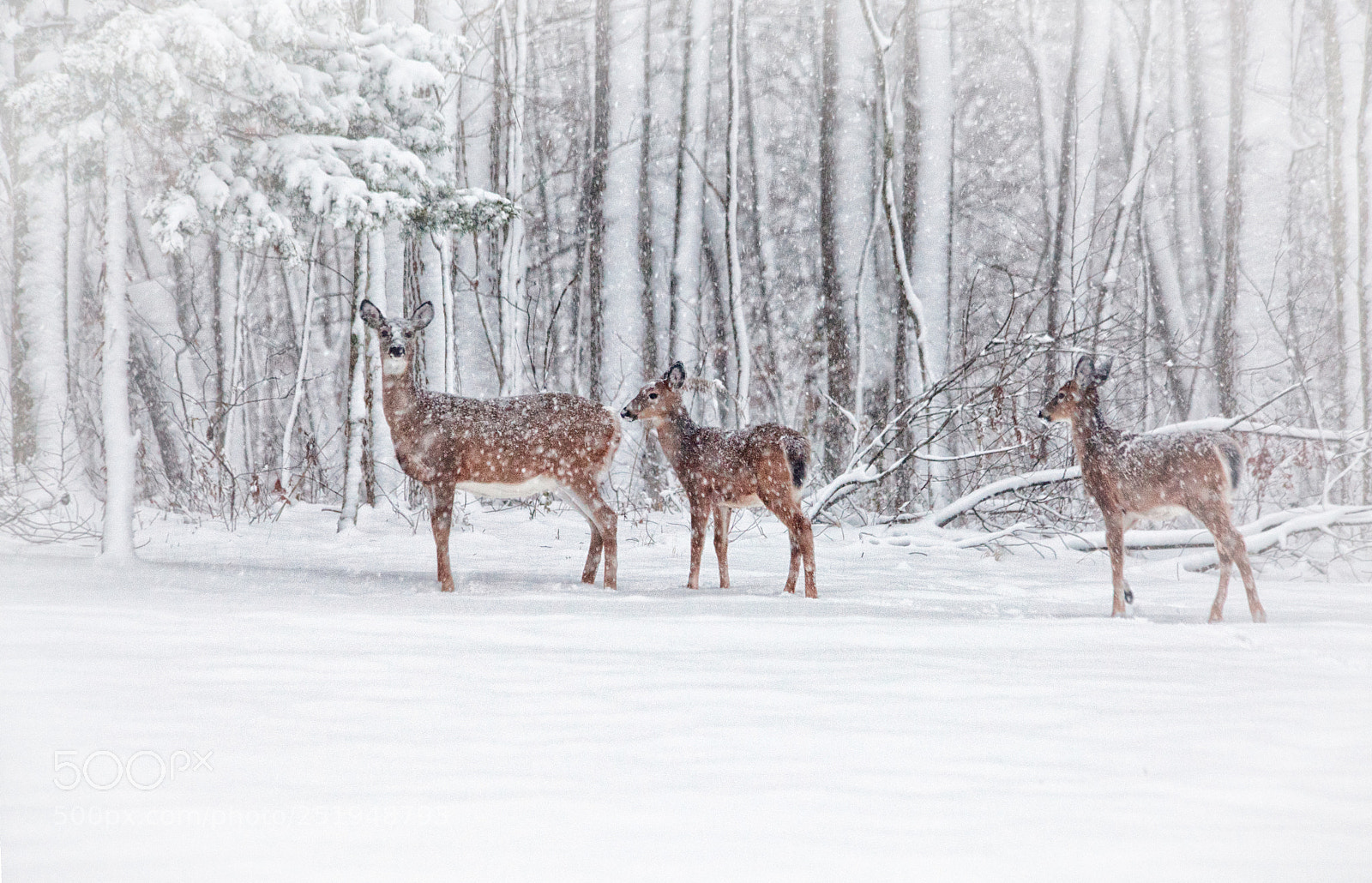 Canon EOS 5D Mark II sample photo. Winter visits photography