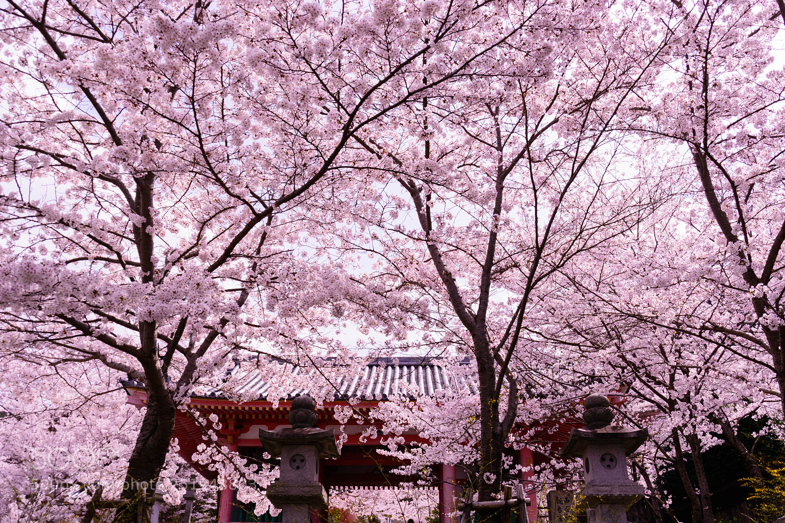 Nikon D5200 sample photo. 壷阪寺 photography