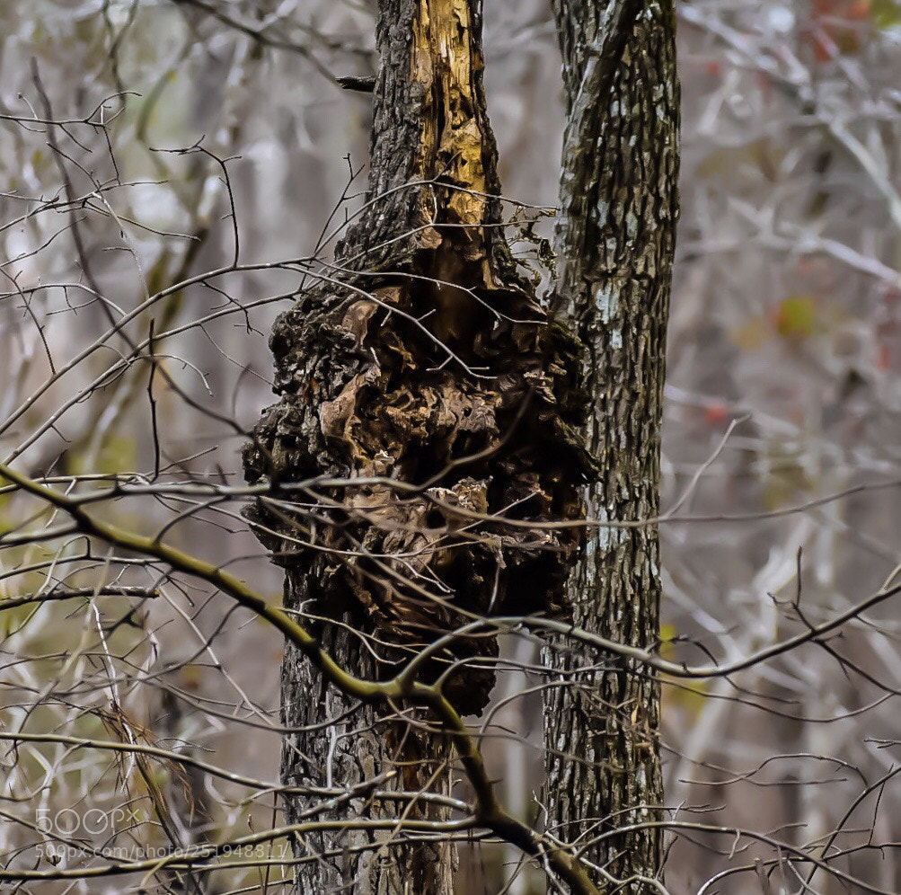 Nikon D5600 sample photo. Nature collection photography