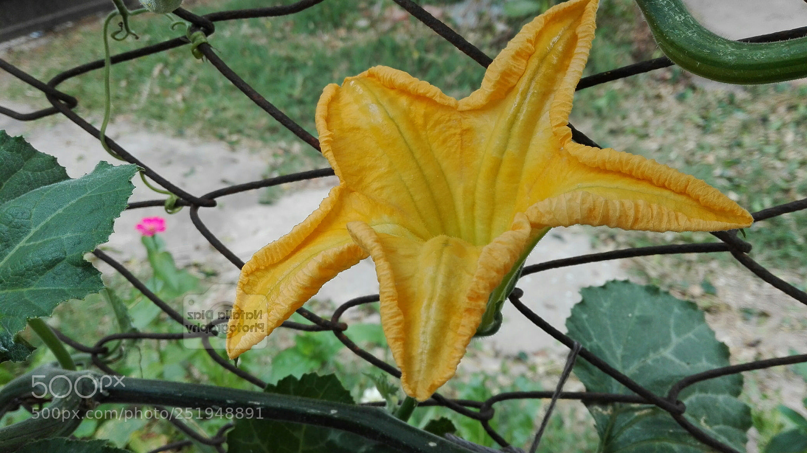 HUAWEI P8 Lite sample photo. Untitled photography