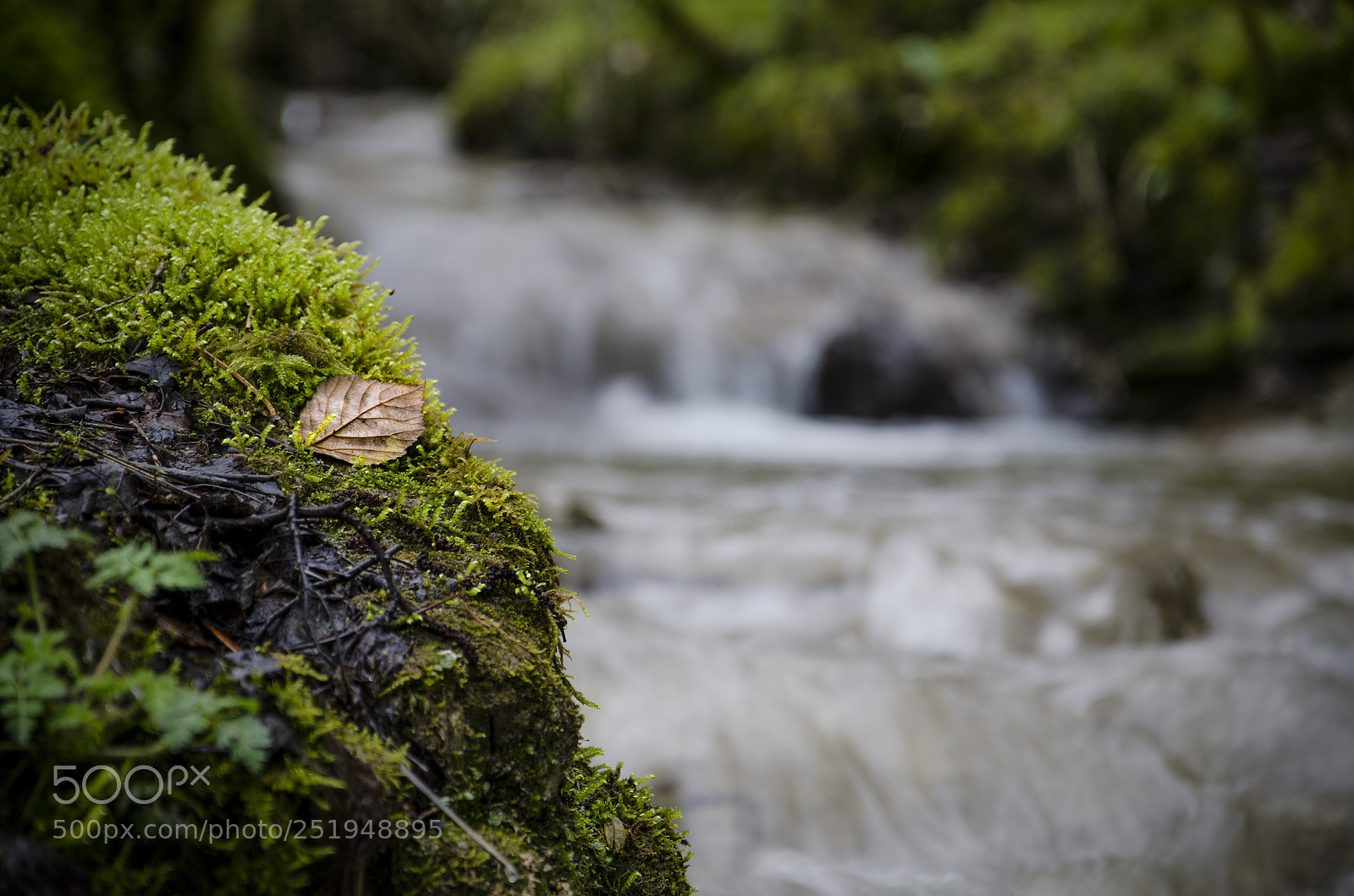 Nikon D7000 sample photo. Vestige d'automne photography