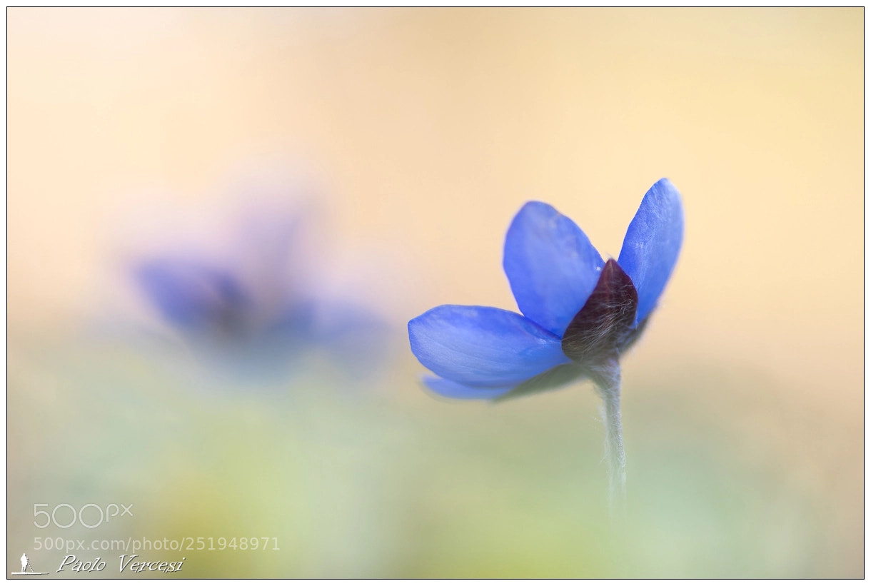 Pentax K-1 sample photo. Hepatica nobilis photography