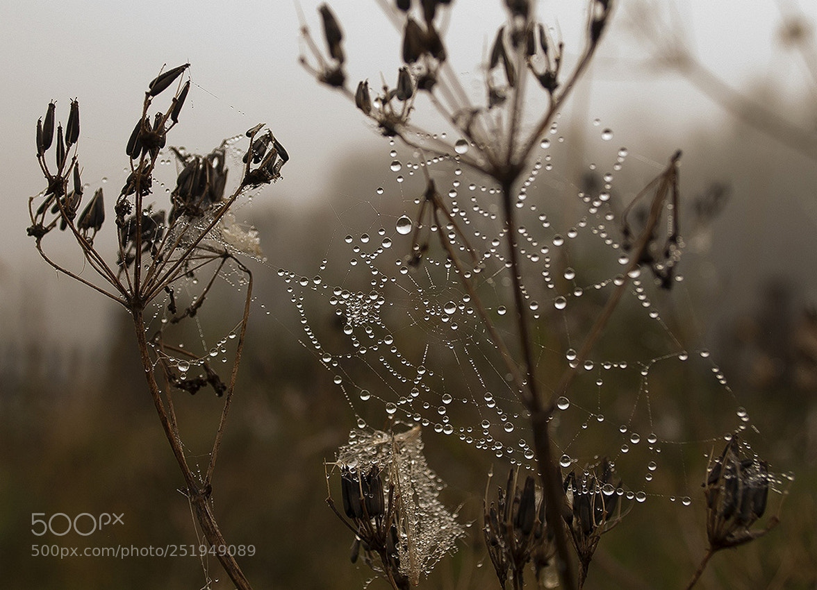 Nikon D60 sample photo. Капельки росинки украшают паутинку photography