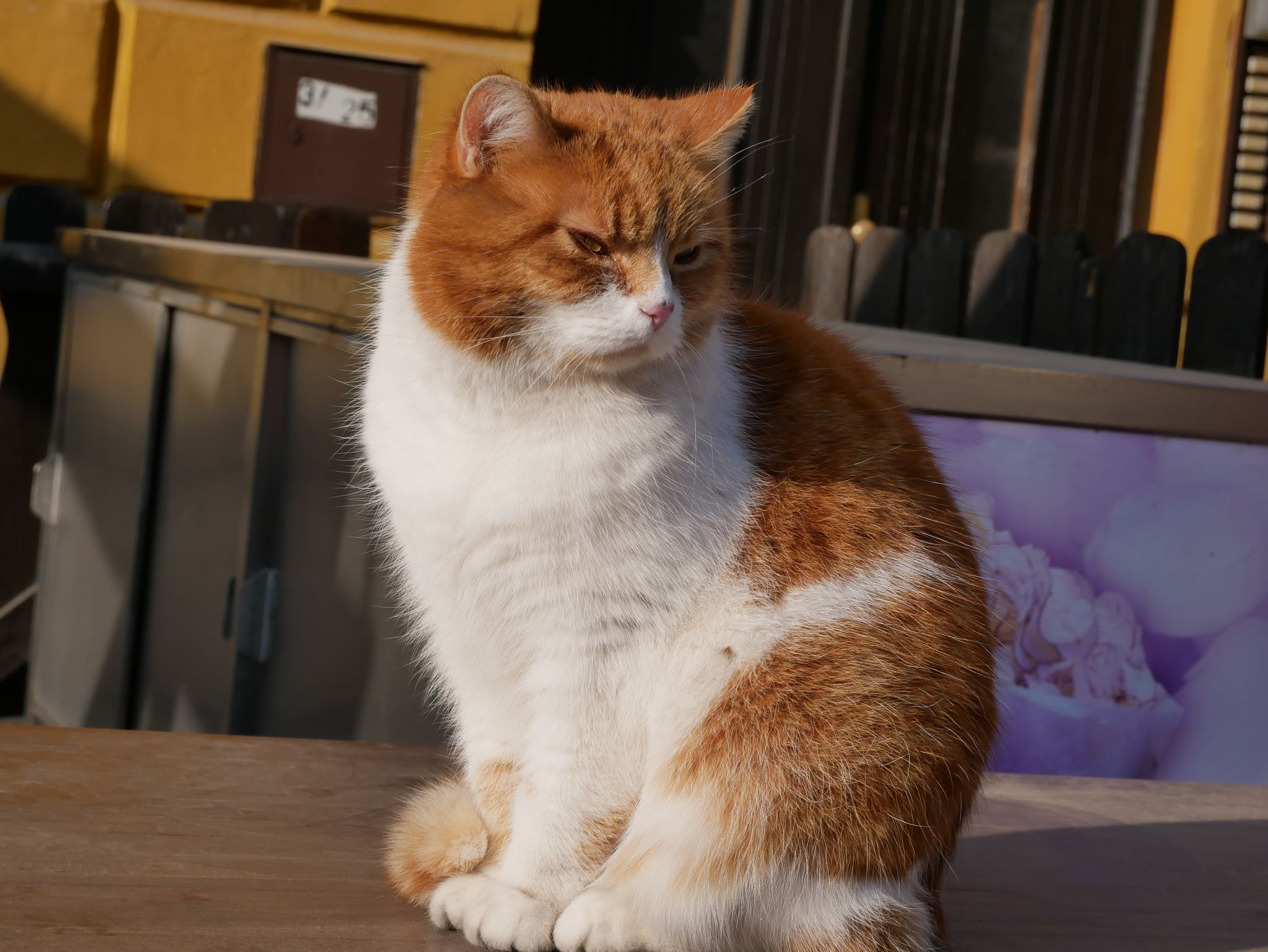 Panasonic Lumix DMC-G85 (Lumix DMC-G80) sample photo. Fat red czech cat photography