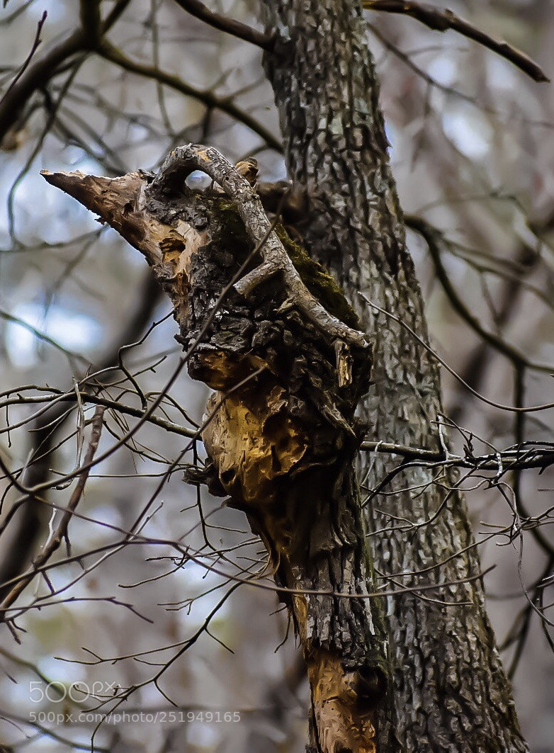 Nikon D5600 sample photo. Untitled nature 2 photography