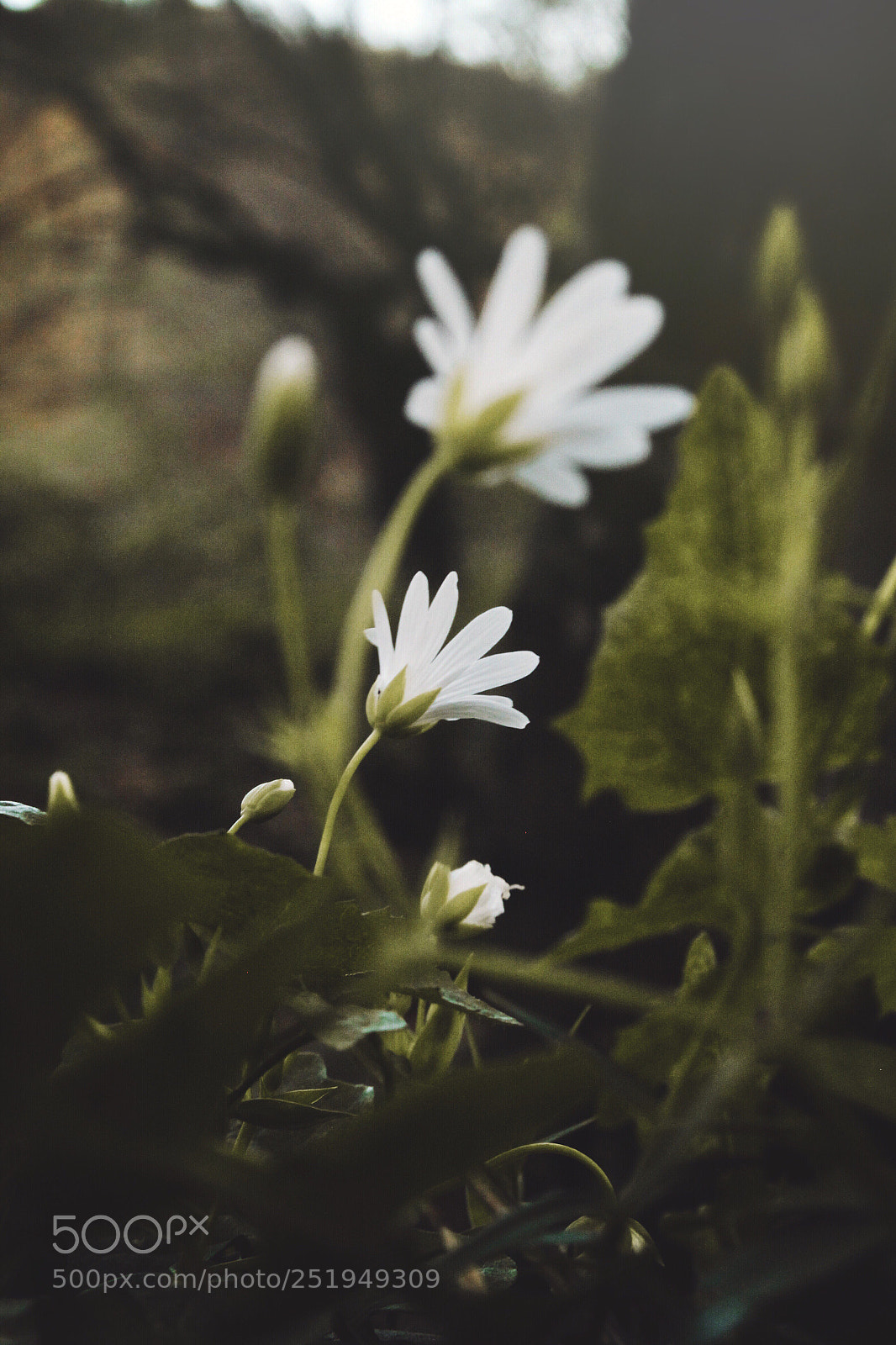 Canon EOS 500D (EOS Rebel T1i / EOS Kiss X3) sample photo. • photography