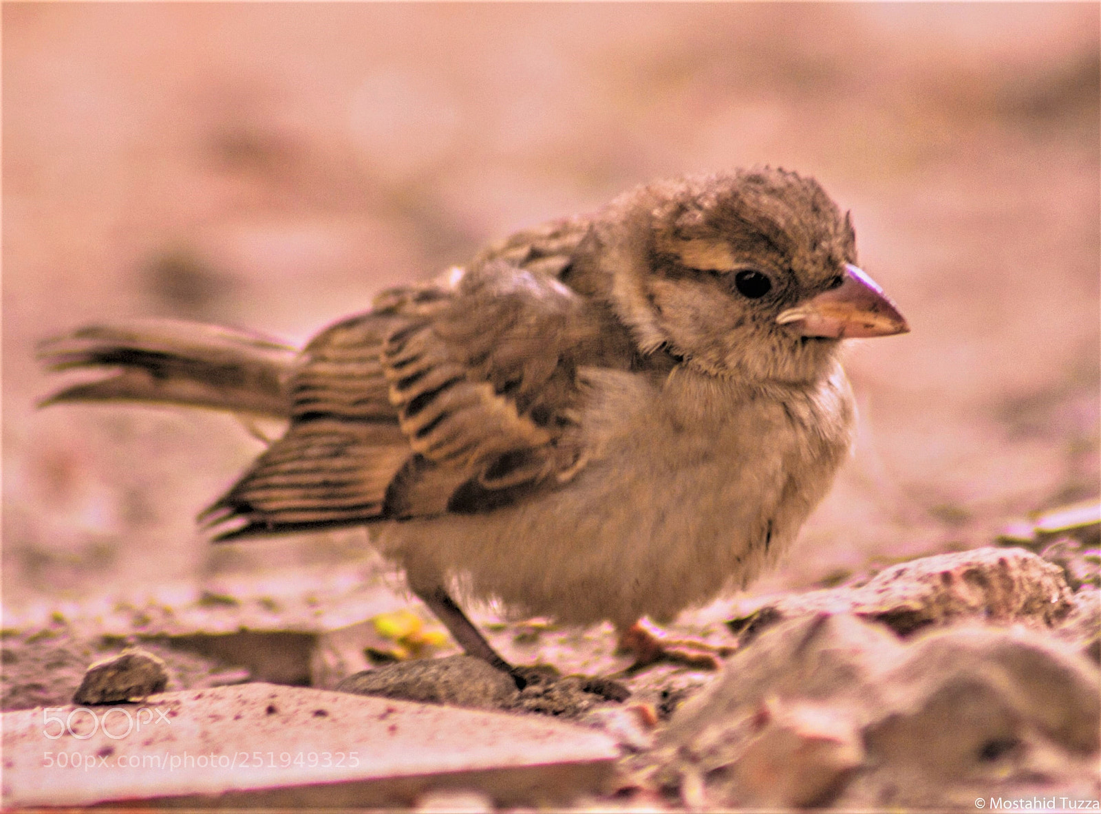 Canon EOS 7D sample photo. House sparrow photography