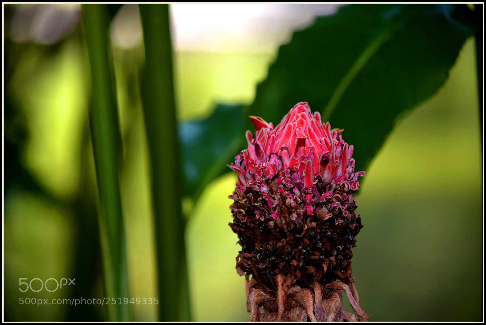 Nikon D5300 sample photo. "para um nobre senhor" photography