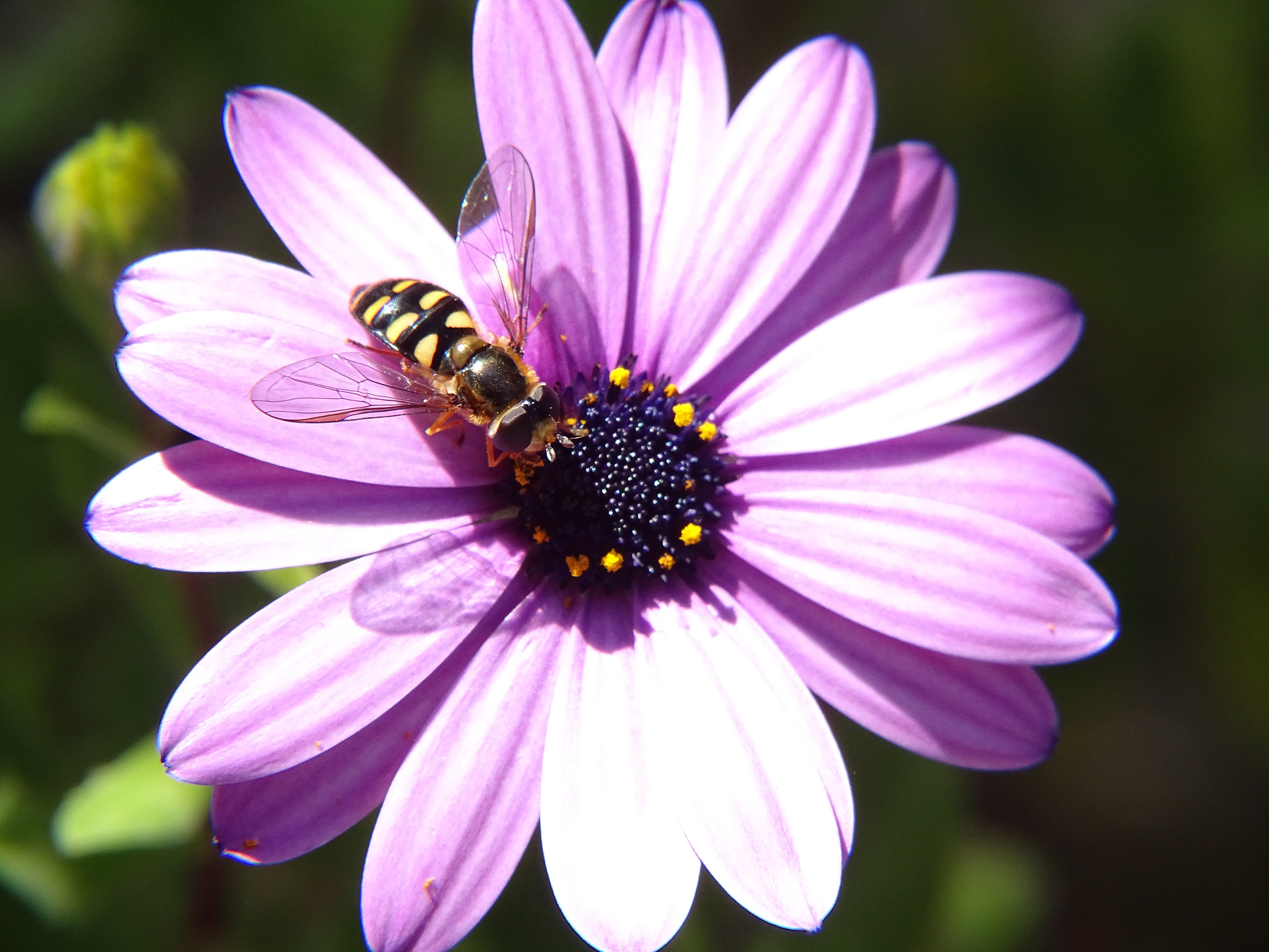Sony Cyber-shot DSC-HX350 sample photo. Close-up violet flower photography