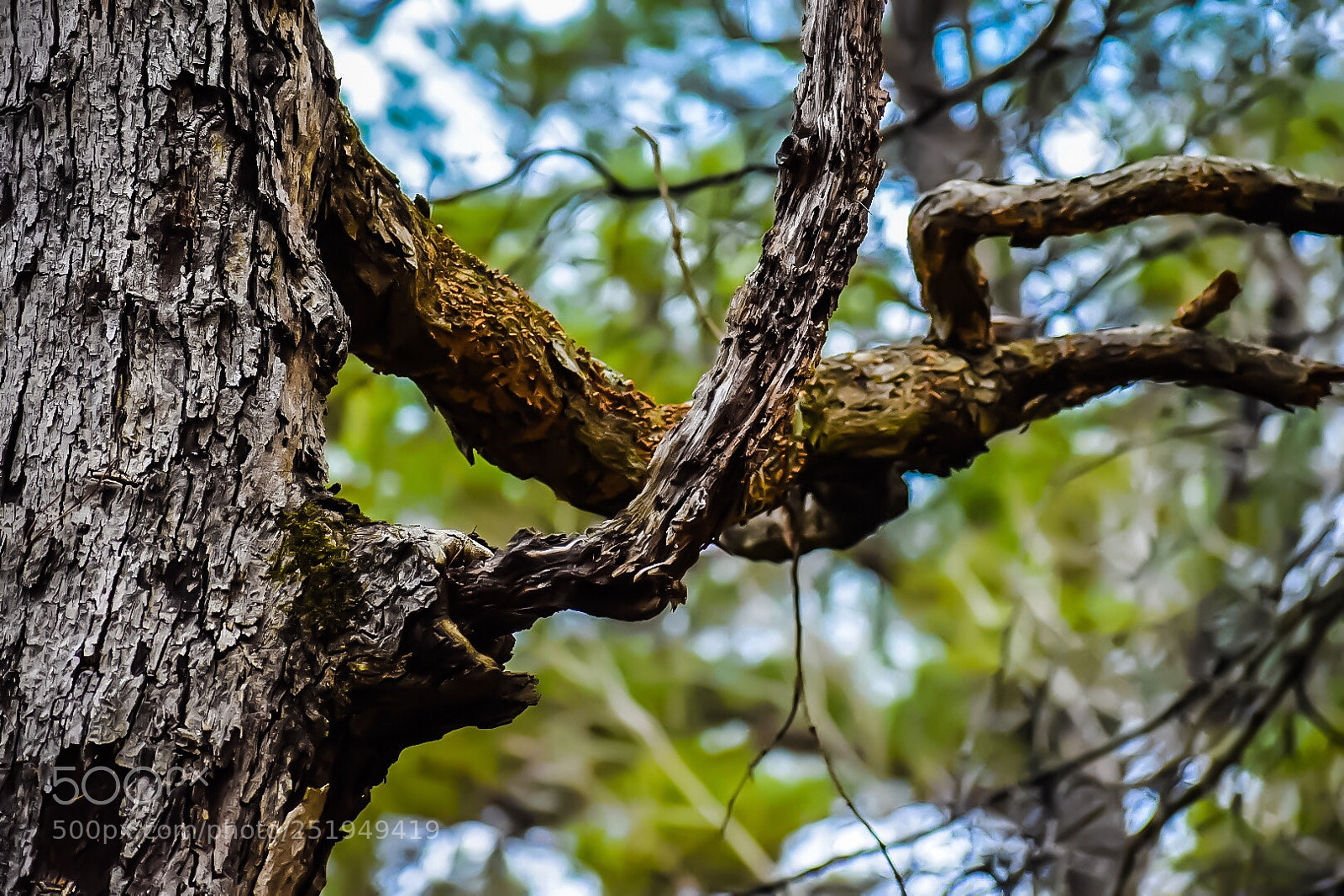 Nikon D5600 sample photo. Untitled nature 1 photography