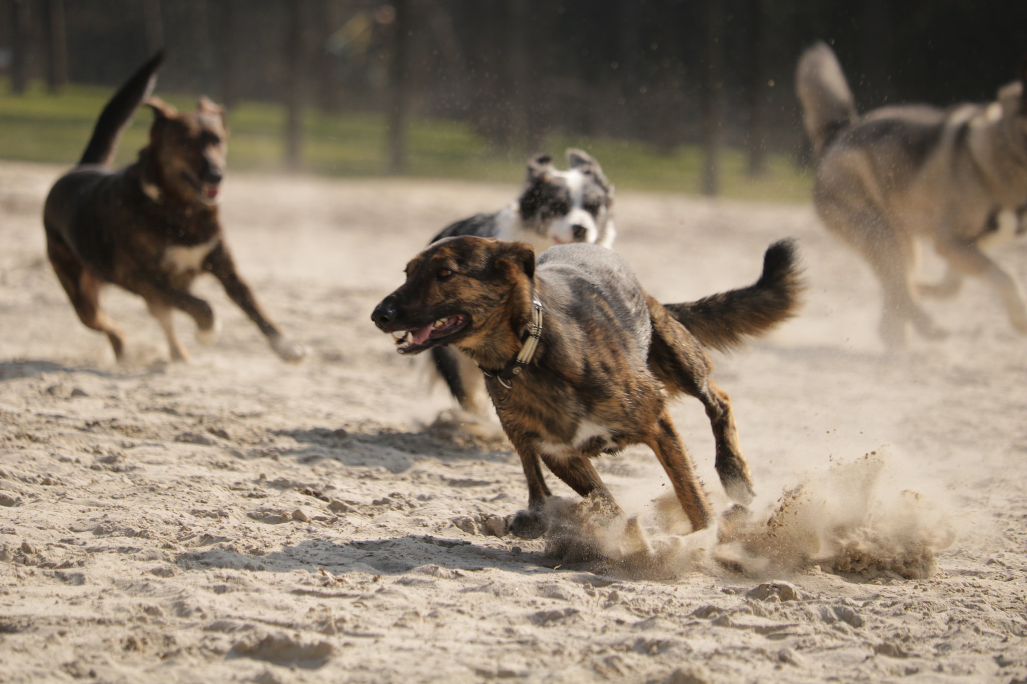 Canon EF-S 55-250mm F4-5.6 IS STM sample photo. Dogs play photography