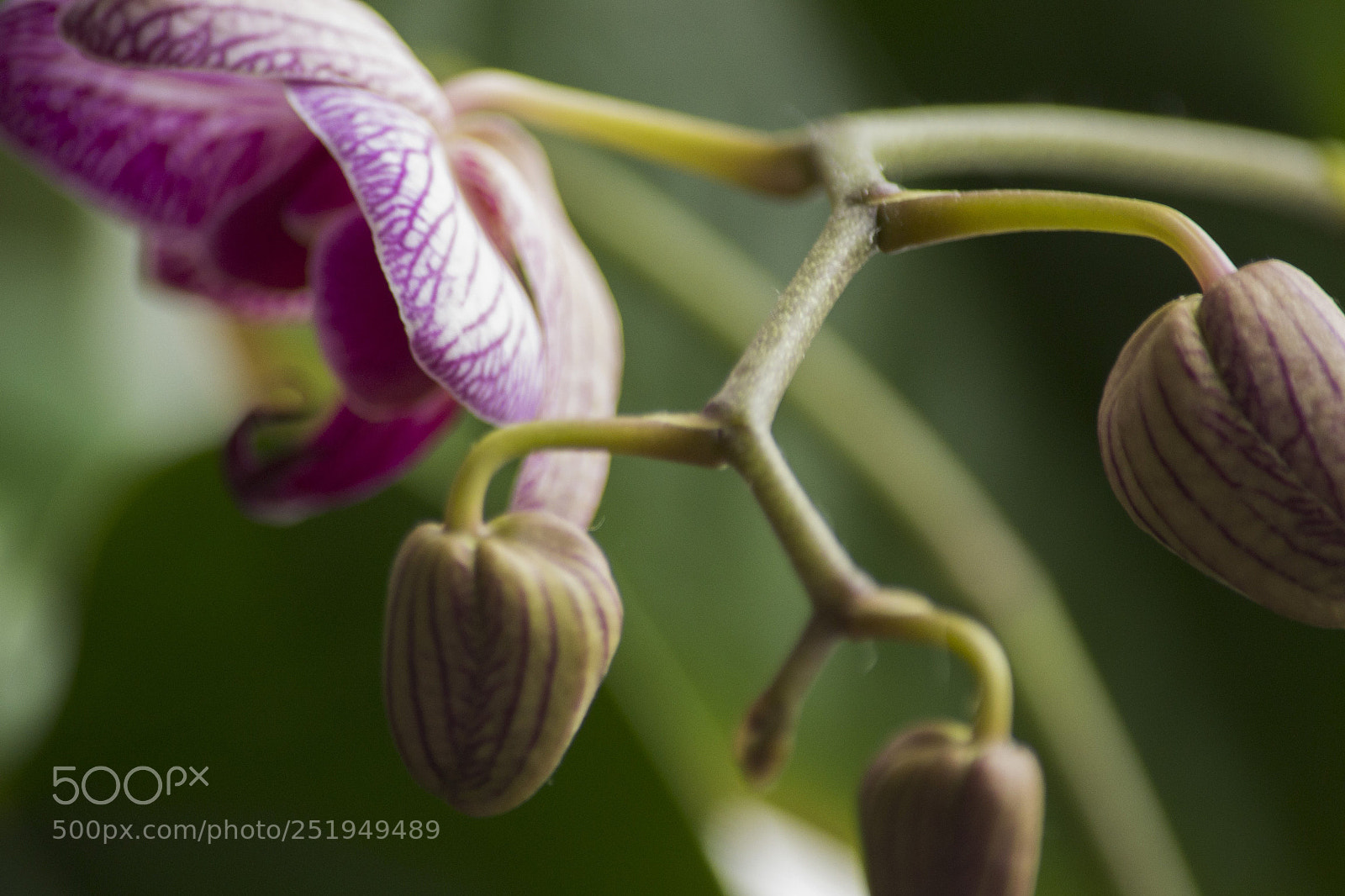 Nikon D3100 sample photo. Orchid.jpg photography
