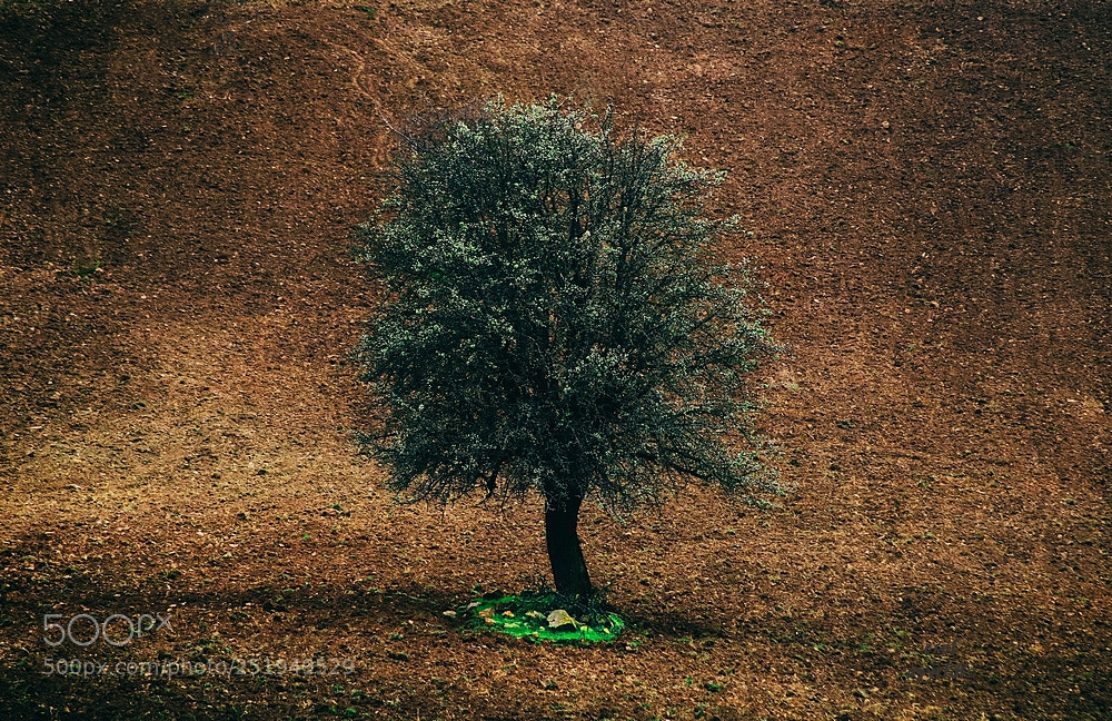 Canon EOS 760D (EOS Rebel T6s / EOS 8000D) sample photo. Türkiye photography