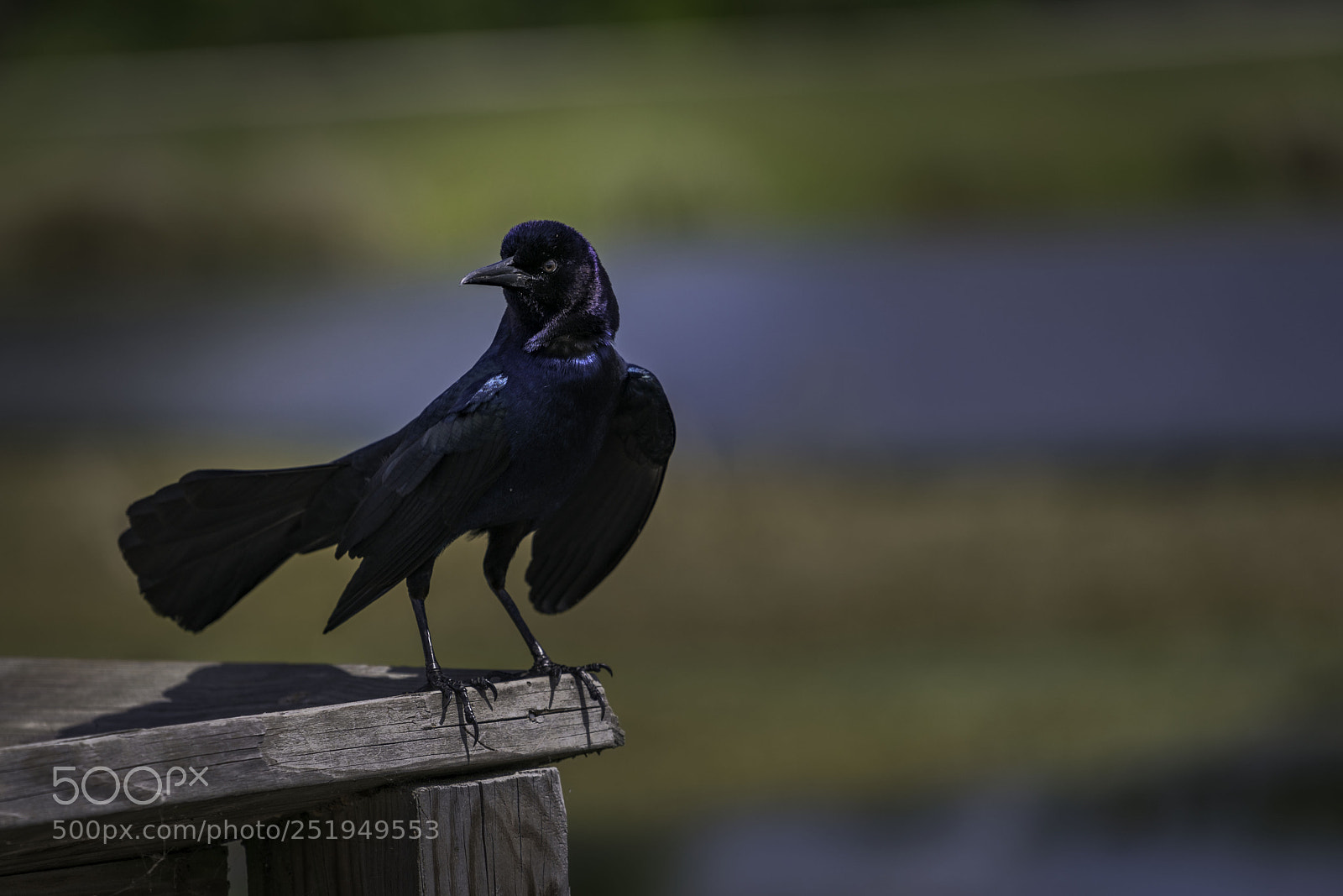 Sony a7R II sample photo. Iridescent photography