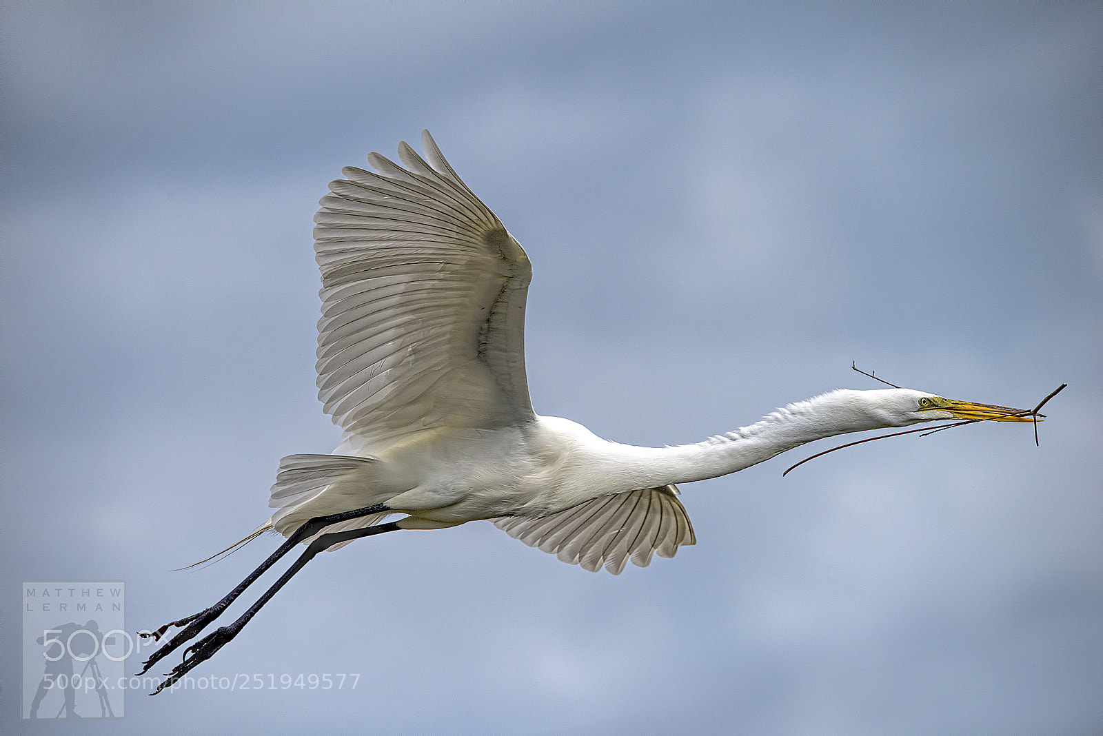 Nikon D810 sample photo. Graceful 1742 photography