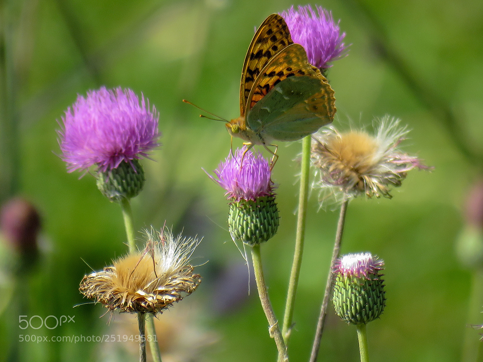 Canon PowerShot SX60 HS sample photo. Butterfly photography