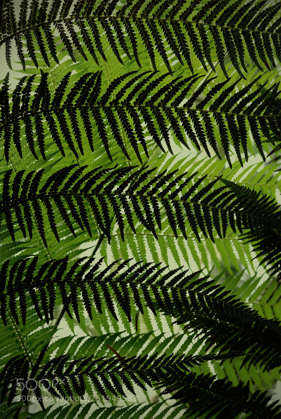 Fujifilm X-T2 sample photo. Green on green photography