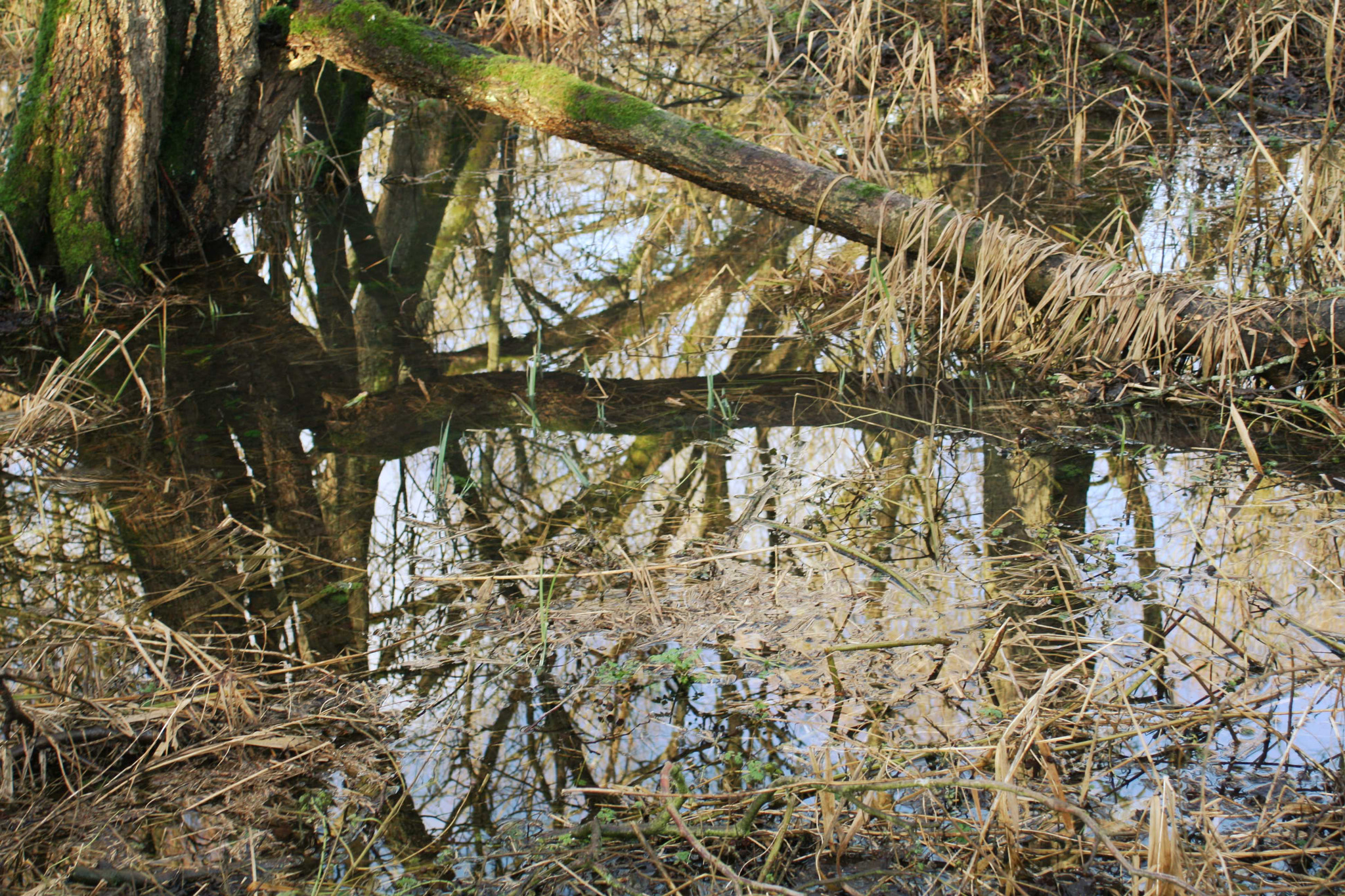 Canon EF 28-80mm f/3.5-5.6 sample photo. Img photography