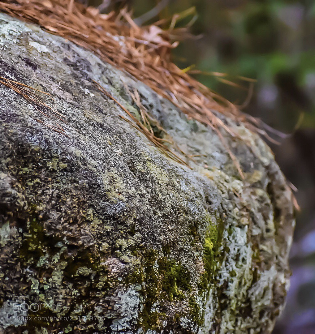 Nikon D5600 sample photo. My mossy rock photography