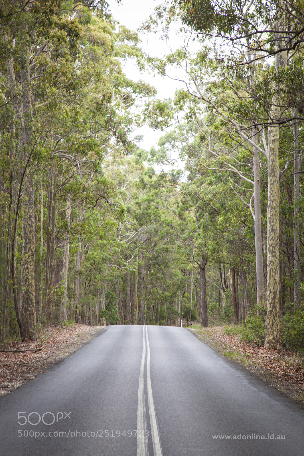 Canon EOS 5D Mark II sample photo. Gums photography