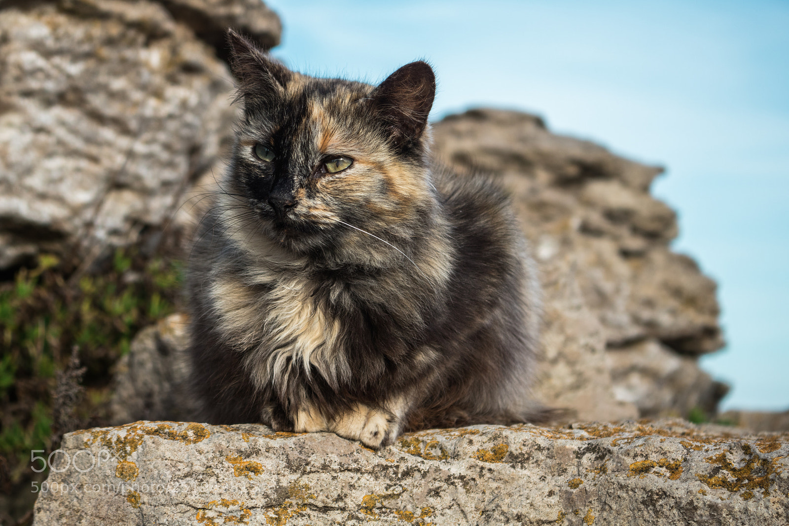Canon EOS 750D (EOS Rebel T6i / EOS Kiss X8i) sample photo. Cat'z photography