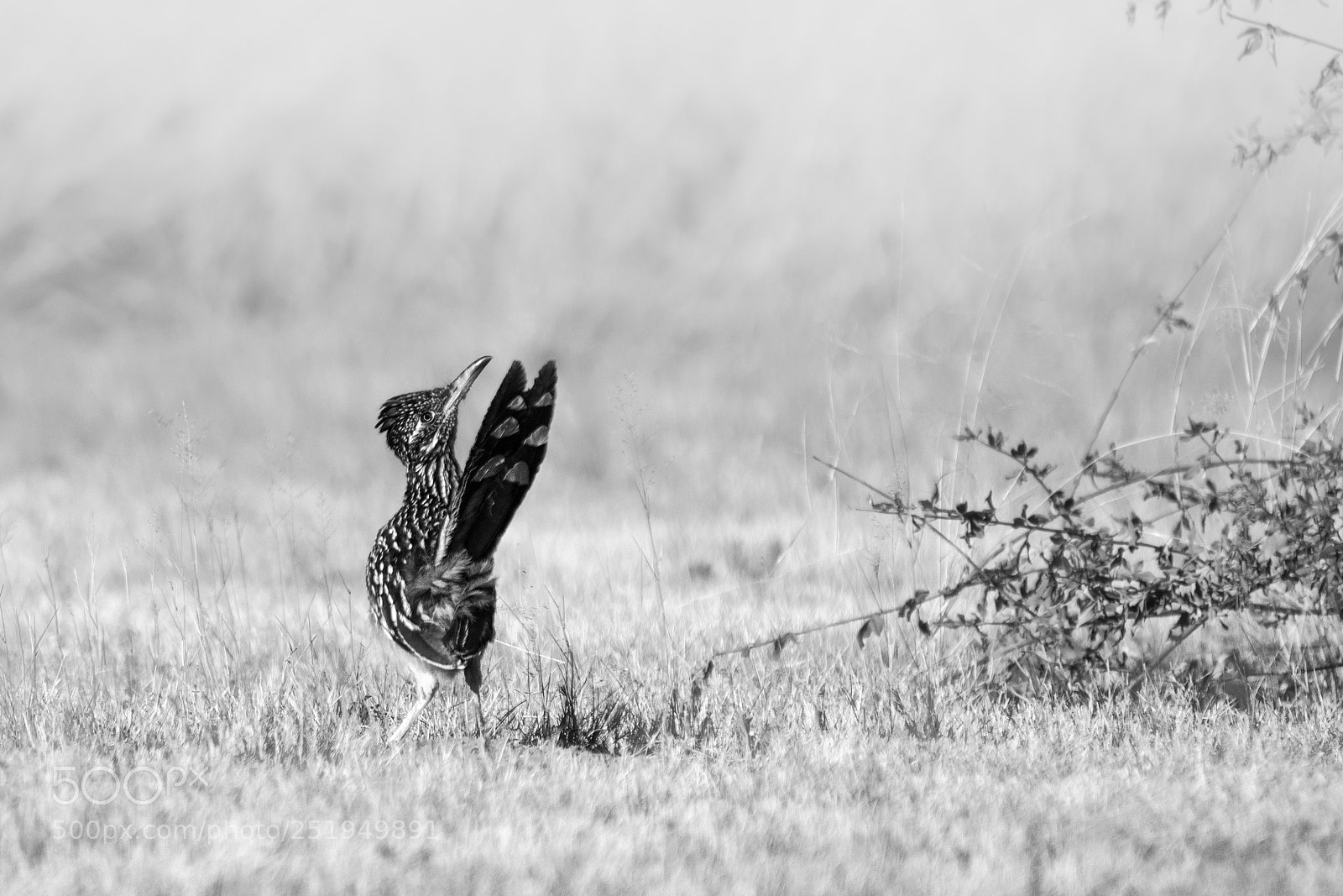 Nikon D500 sample photo. Attention photography