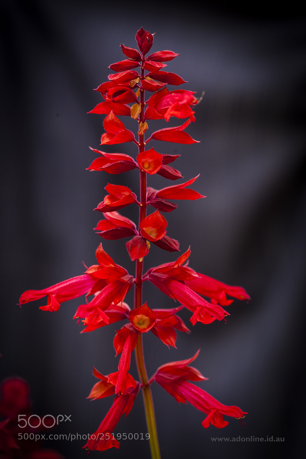 Canon EOS 5D Mark II sample photo. Salvia splendens 'van houttei' photography
