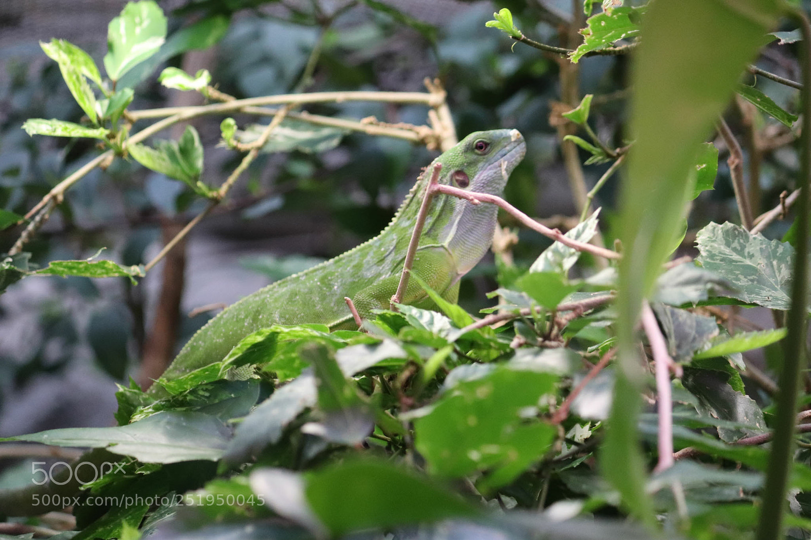 Canon EOS 77D (EOS 9000D / EOS 770D) sample photo. Green. photography