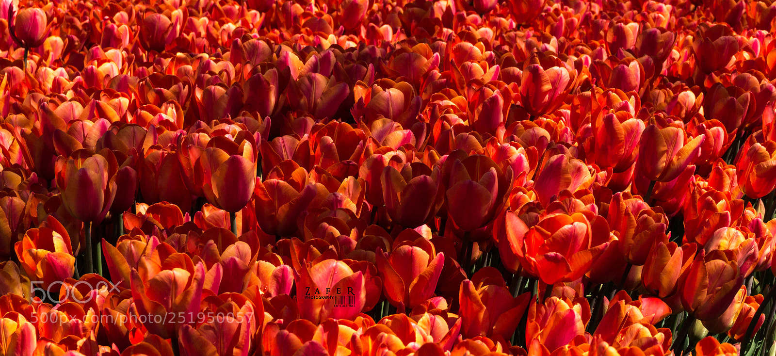 Canon EOS 1100D (EOS Rebel T3 / EOS Kiss X50) sample photo. Red tulips field photography