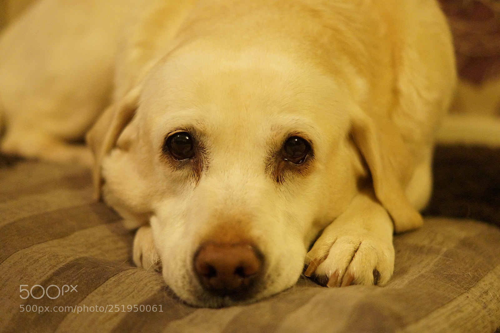Sony SLT-A58 sample photo. Sad eyes on a photography