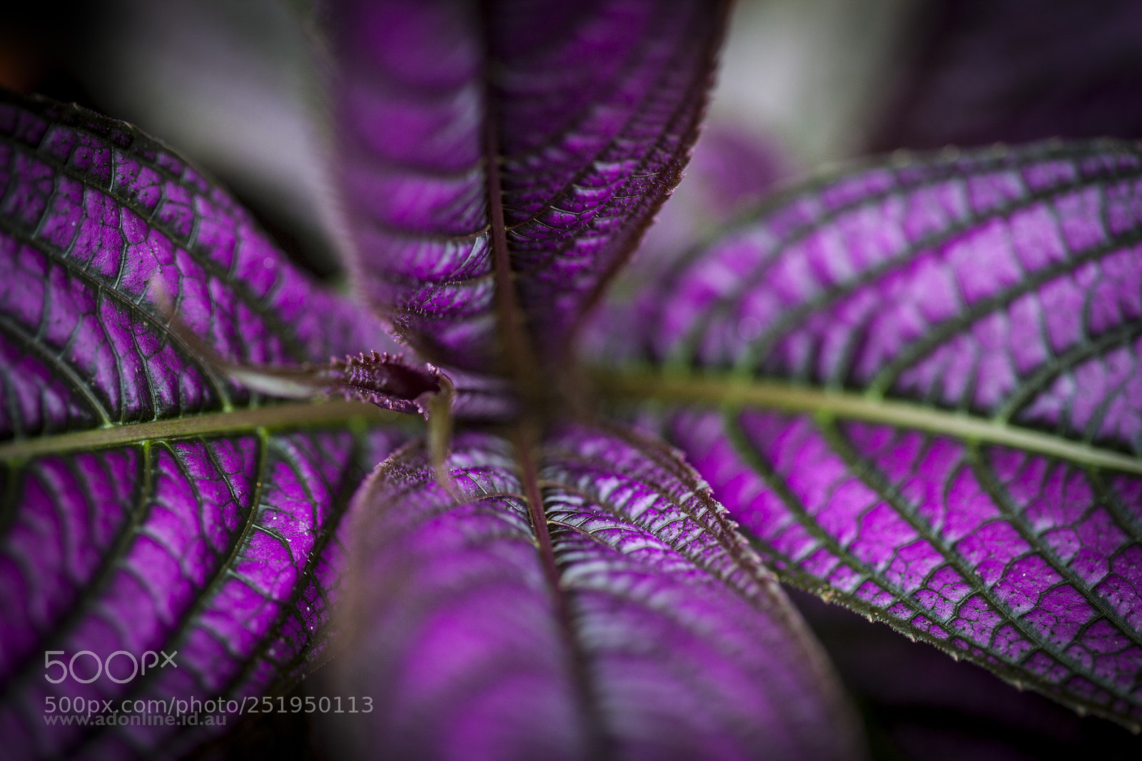 Canon EOS 5D Mark II sample photo. Strobilanthes dyerianus photography