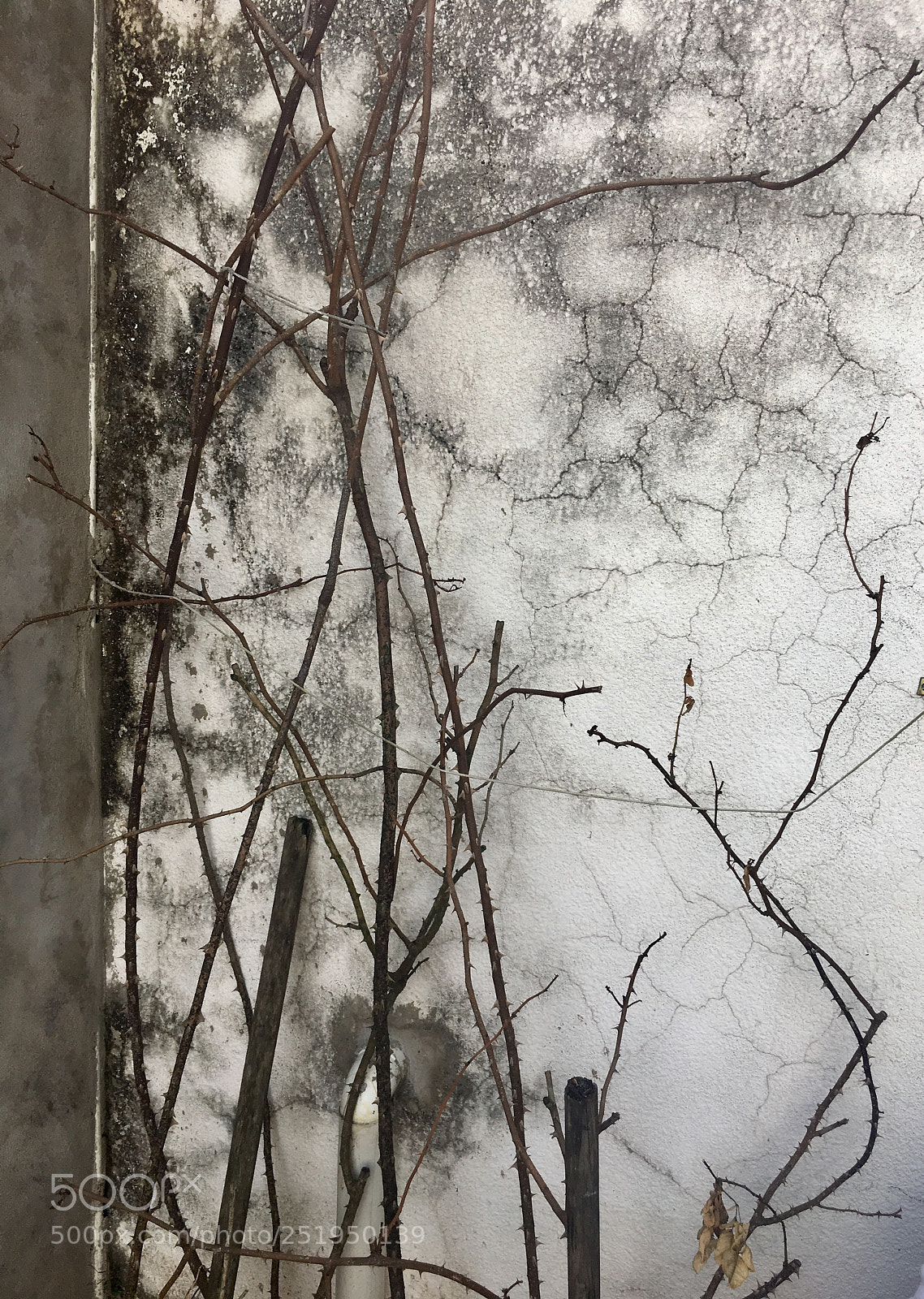 Apple iPhone 6s sample photo. Untitled photography