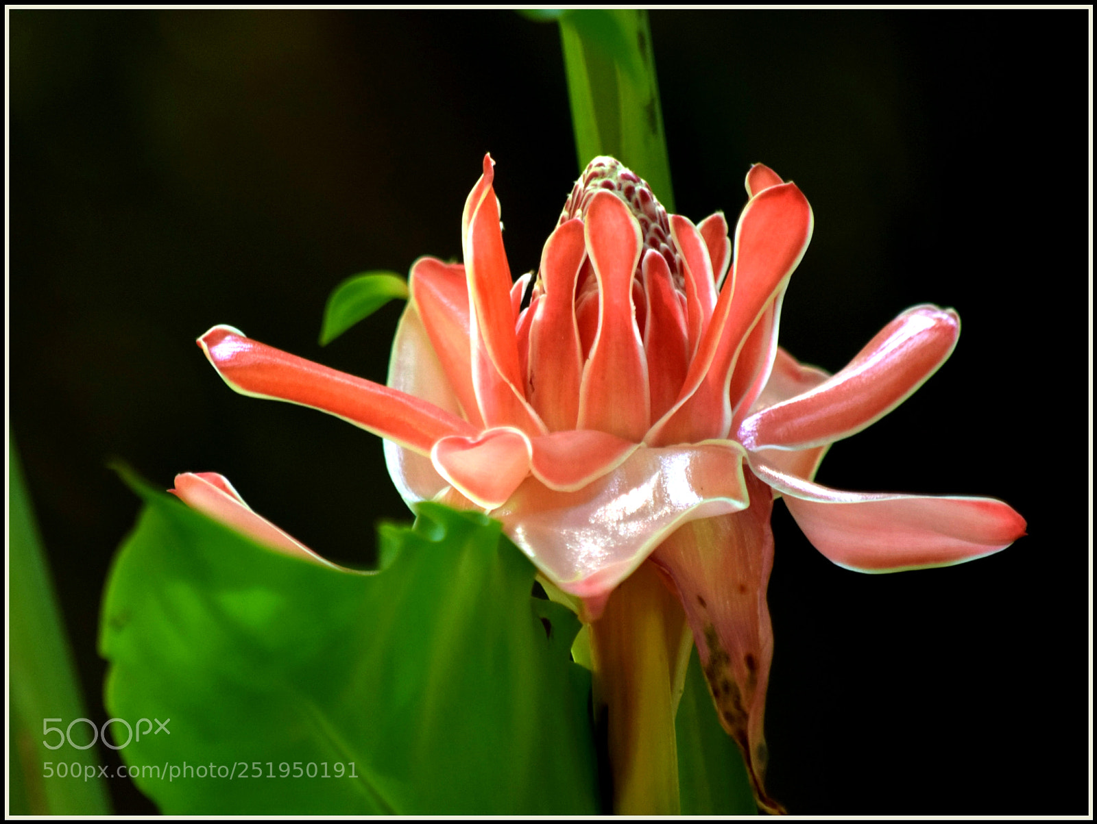 Nikon D5300 sample photo. "boa noite e... photography