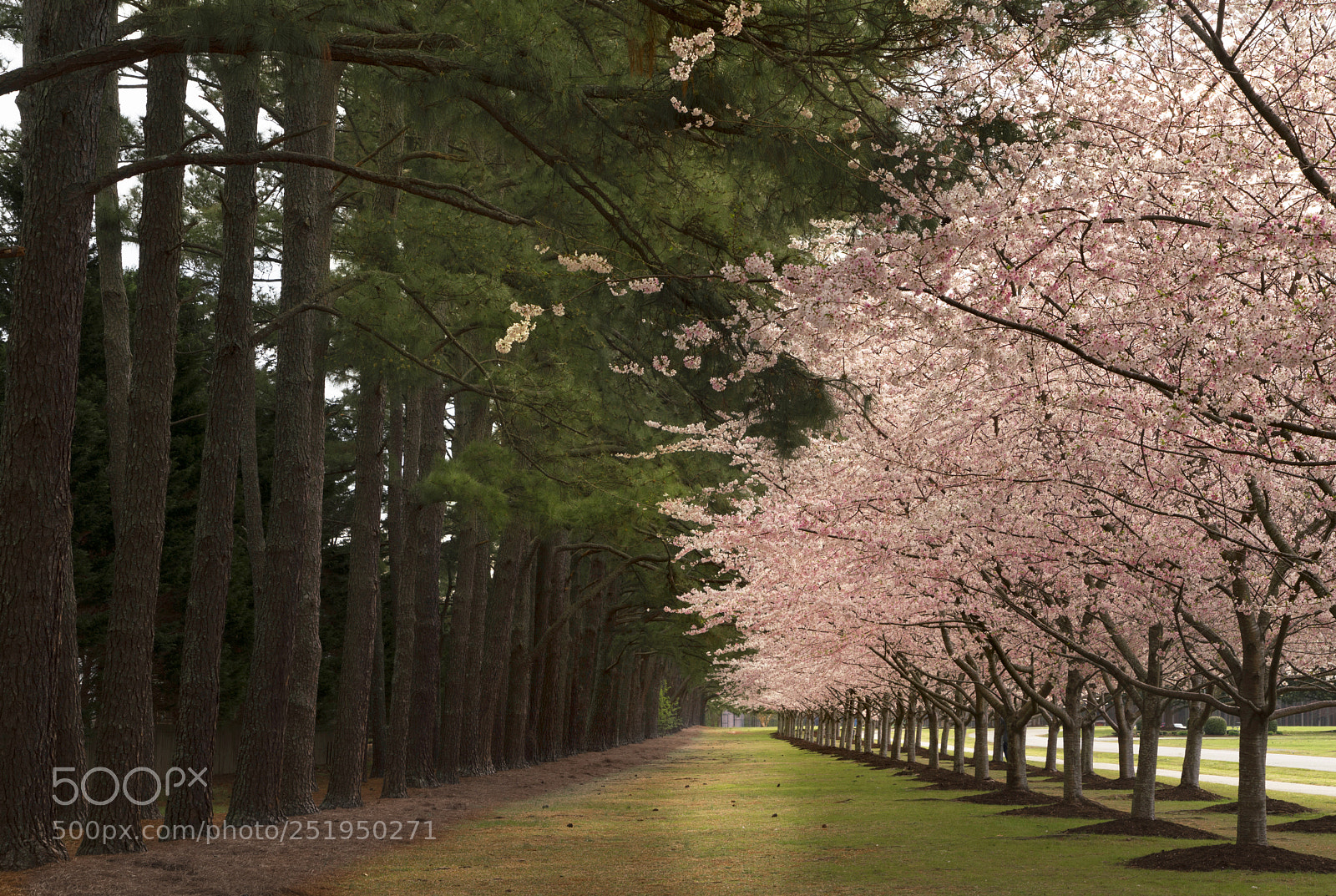 Sony a7R III sample photo. Row of cherry blossom photography