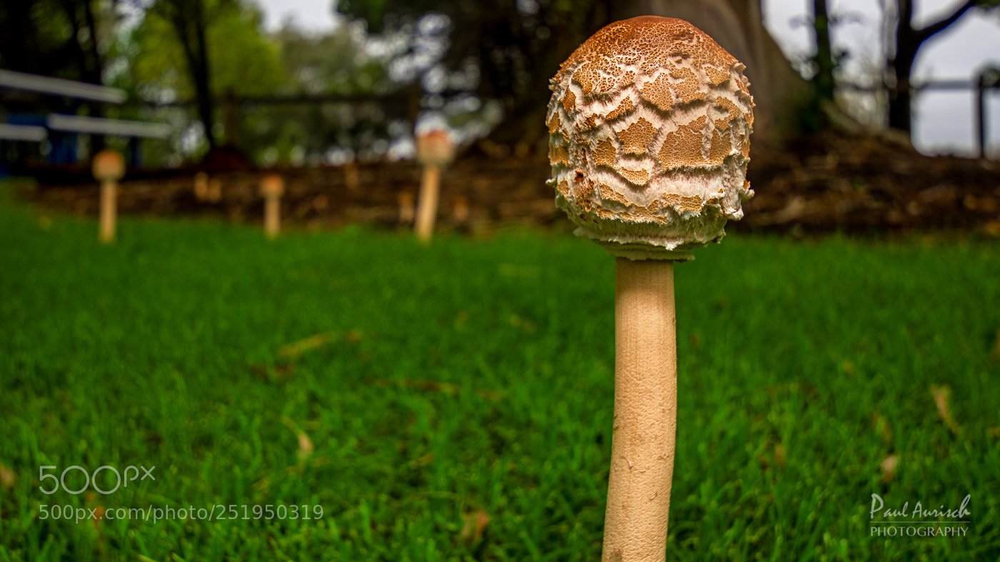 Nikon D500 sample photo. Mushroom photography