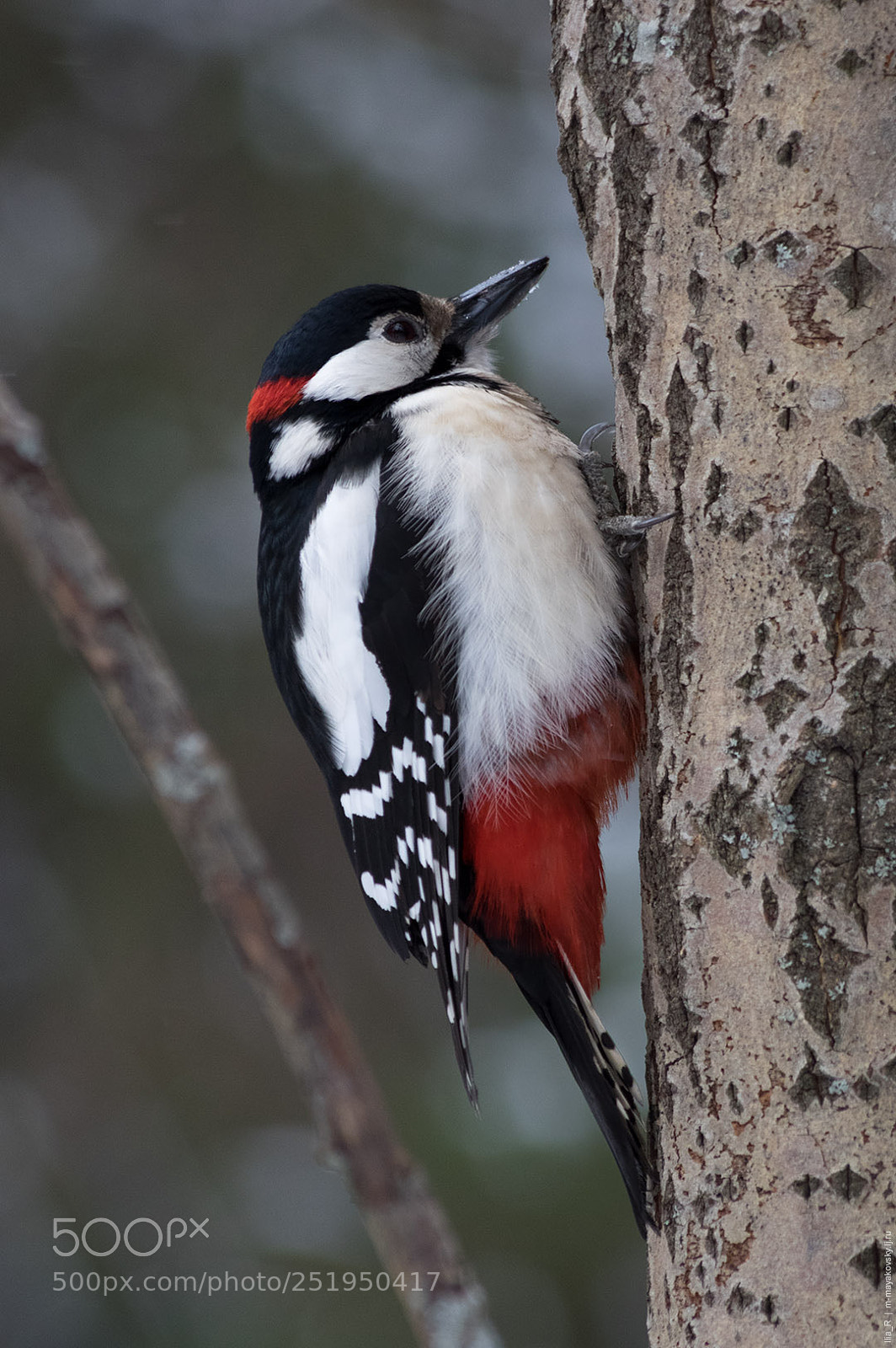Pentax K-3 II sample photo. Woody photography