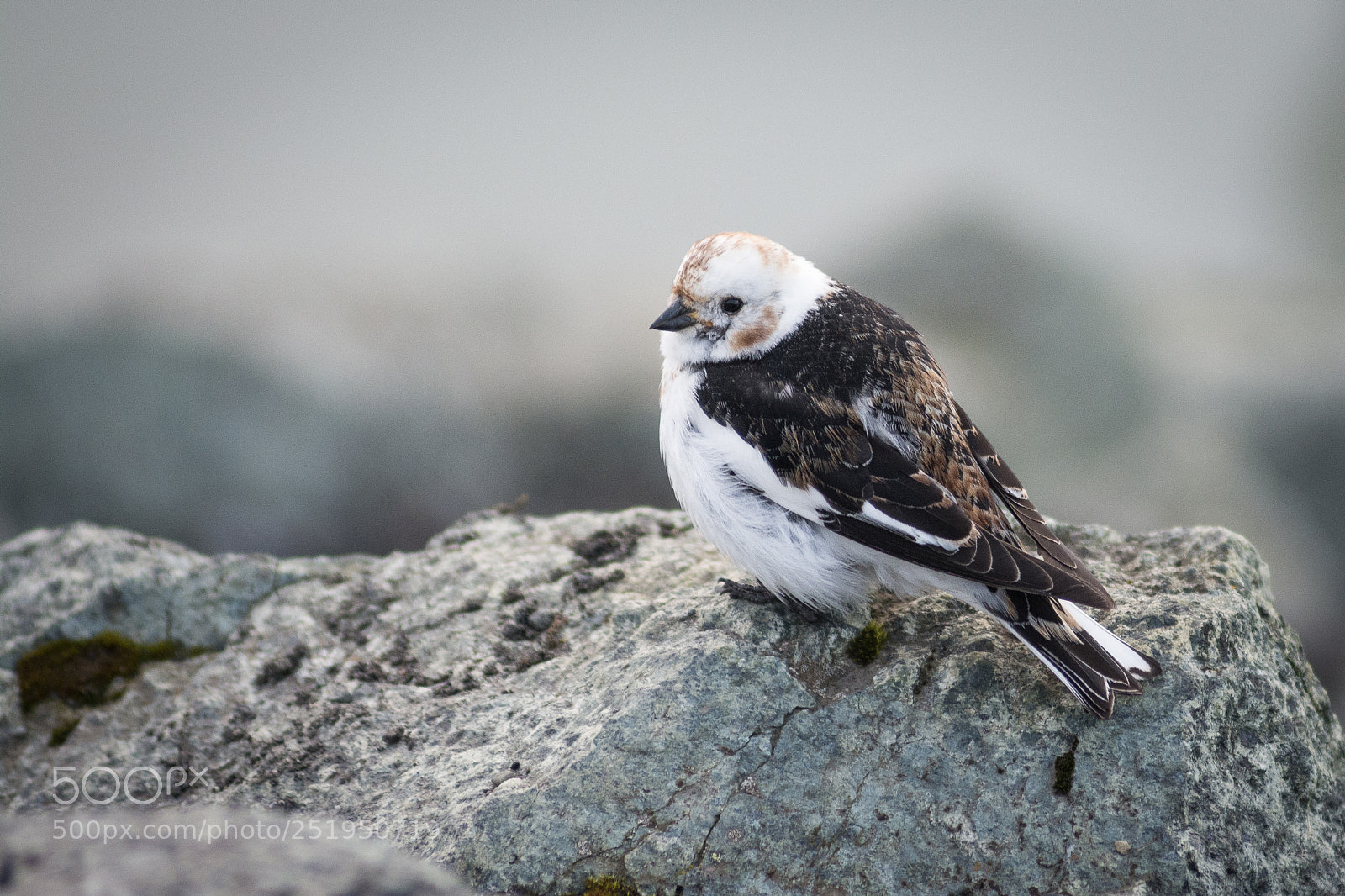 Nikon D7100 sample photo. Icelandic sparrow photography