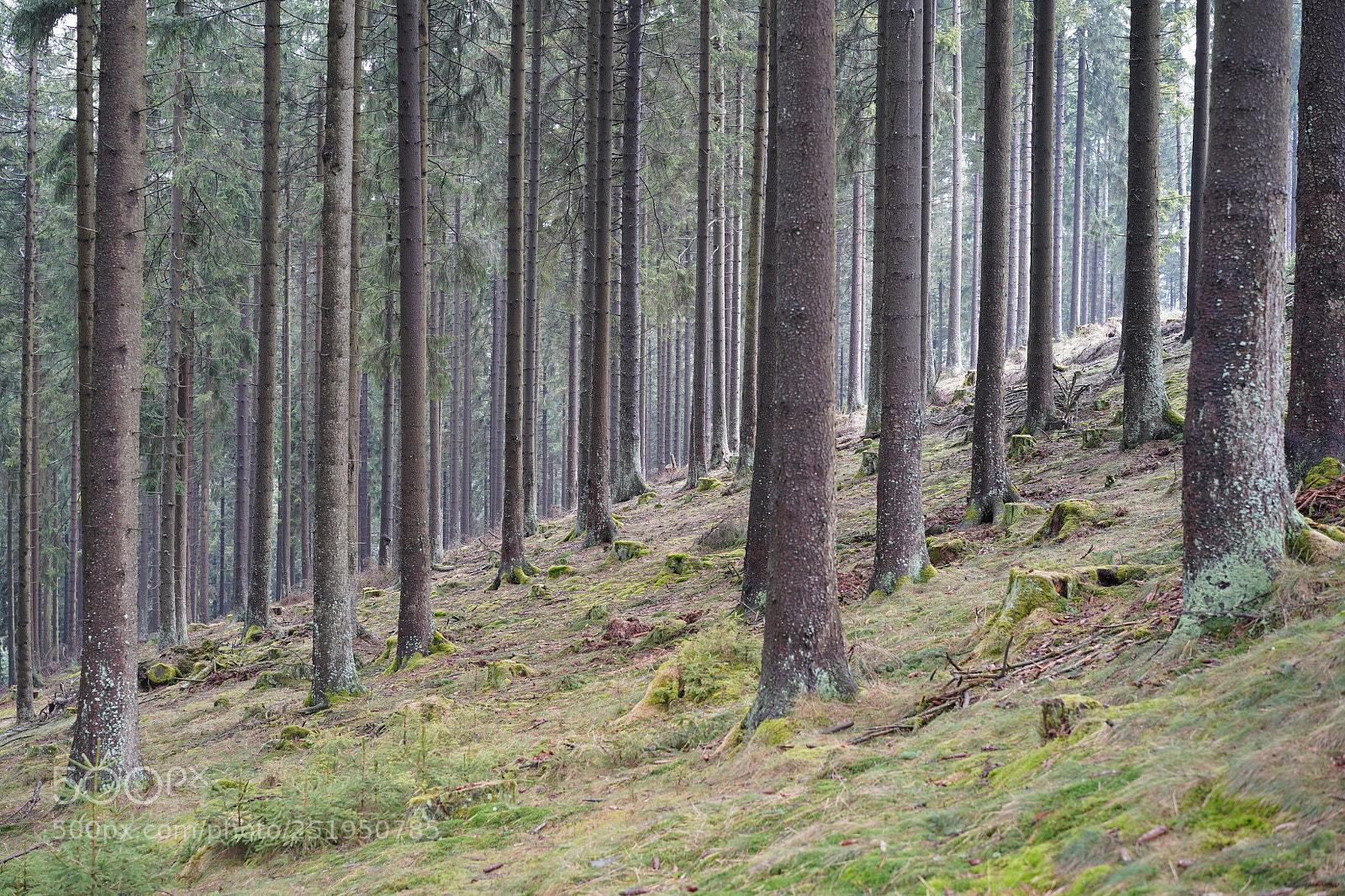 Sony a7 III sample photo. Forest. photography