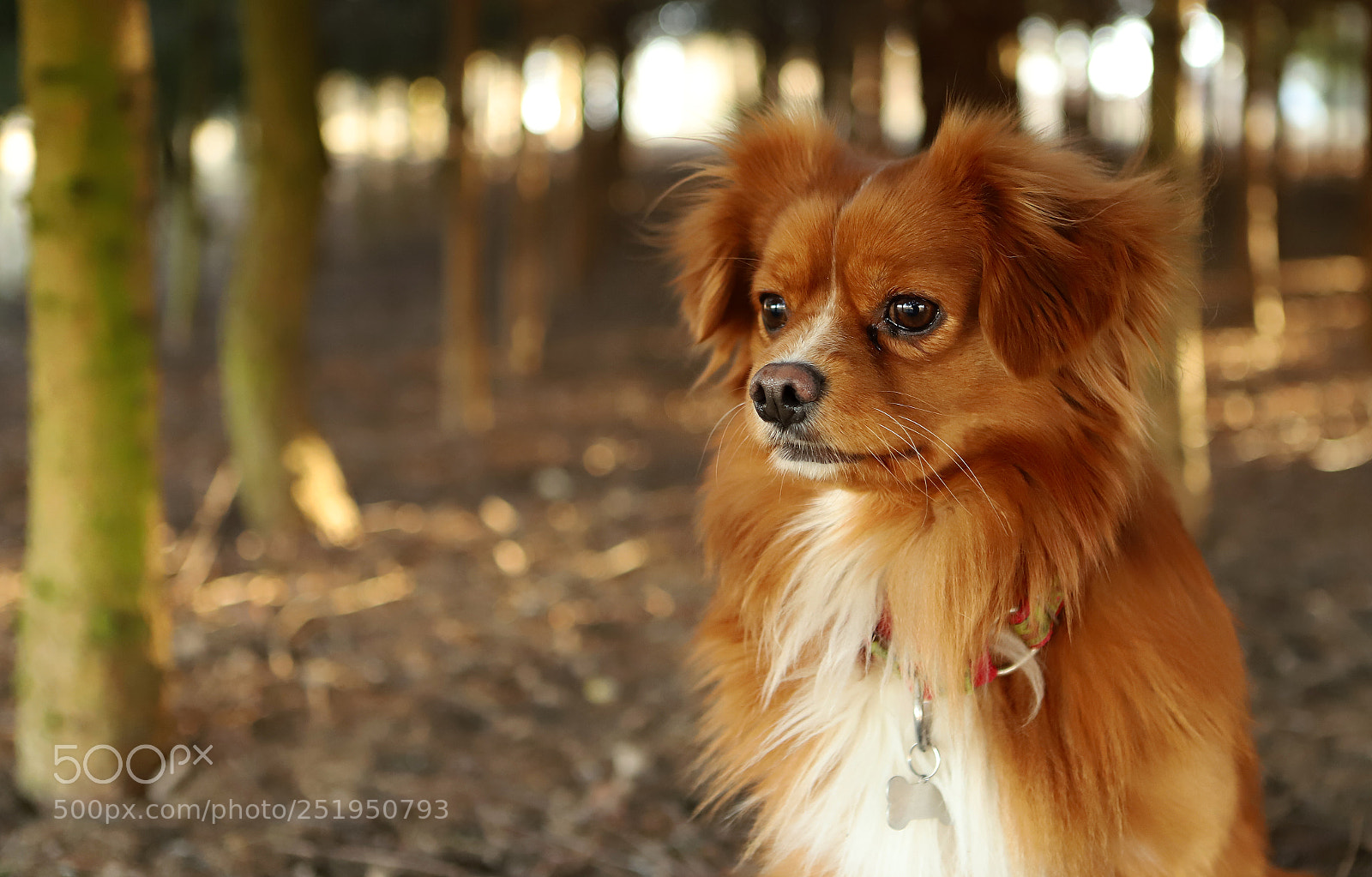 Canon EOS 6D Mark II sample photo. Rubi photography