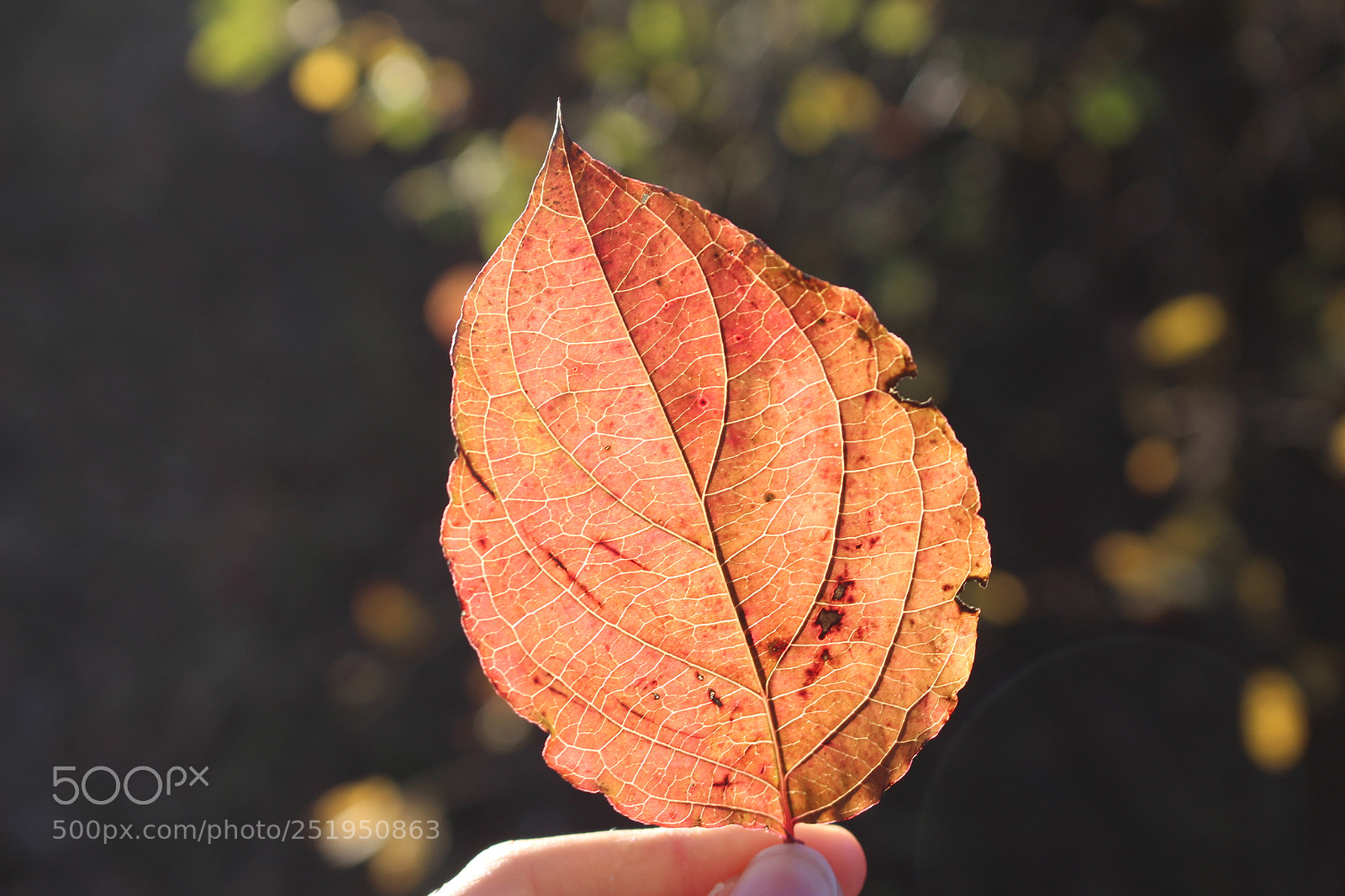 Canon EOS 700D (EOS Rebel T5i / EOS Kiss X7i) sample photo. Fall photography