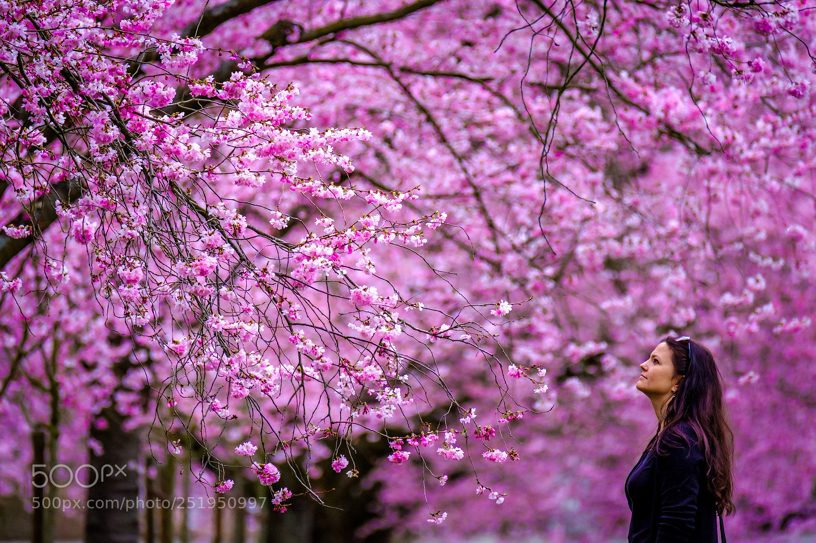 Fujifilm X-T2 sample photo. Cherry blossom at schwetzingen photography