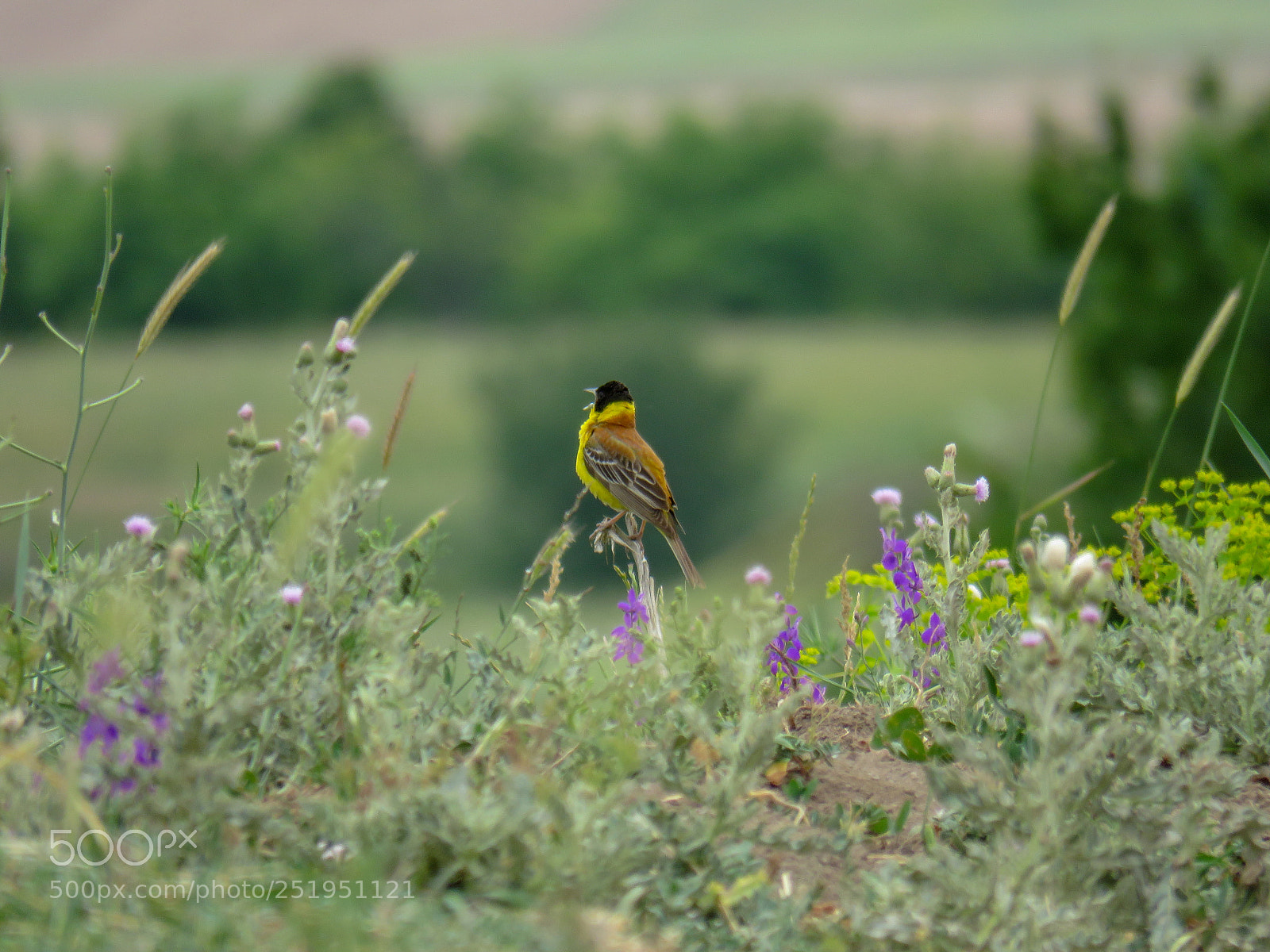 Canon PowerShot SX60 HS sample photo. Song of nature photography
