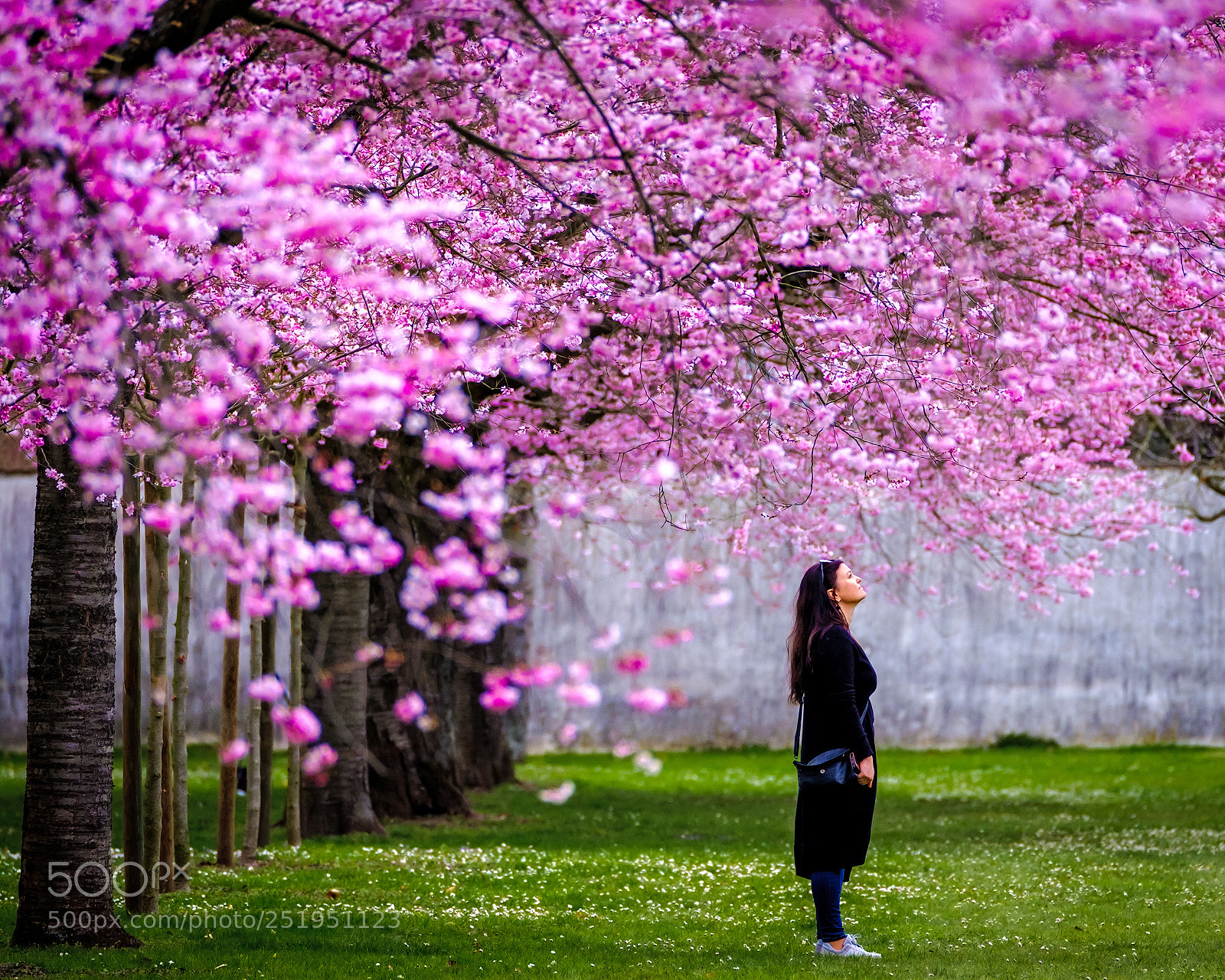Fujifilm X-T2 sample photo. Cherry blossom at schwetzingen photography