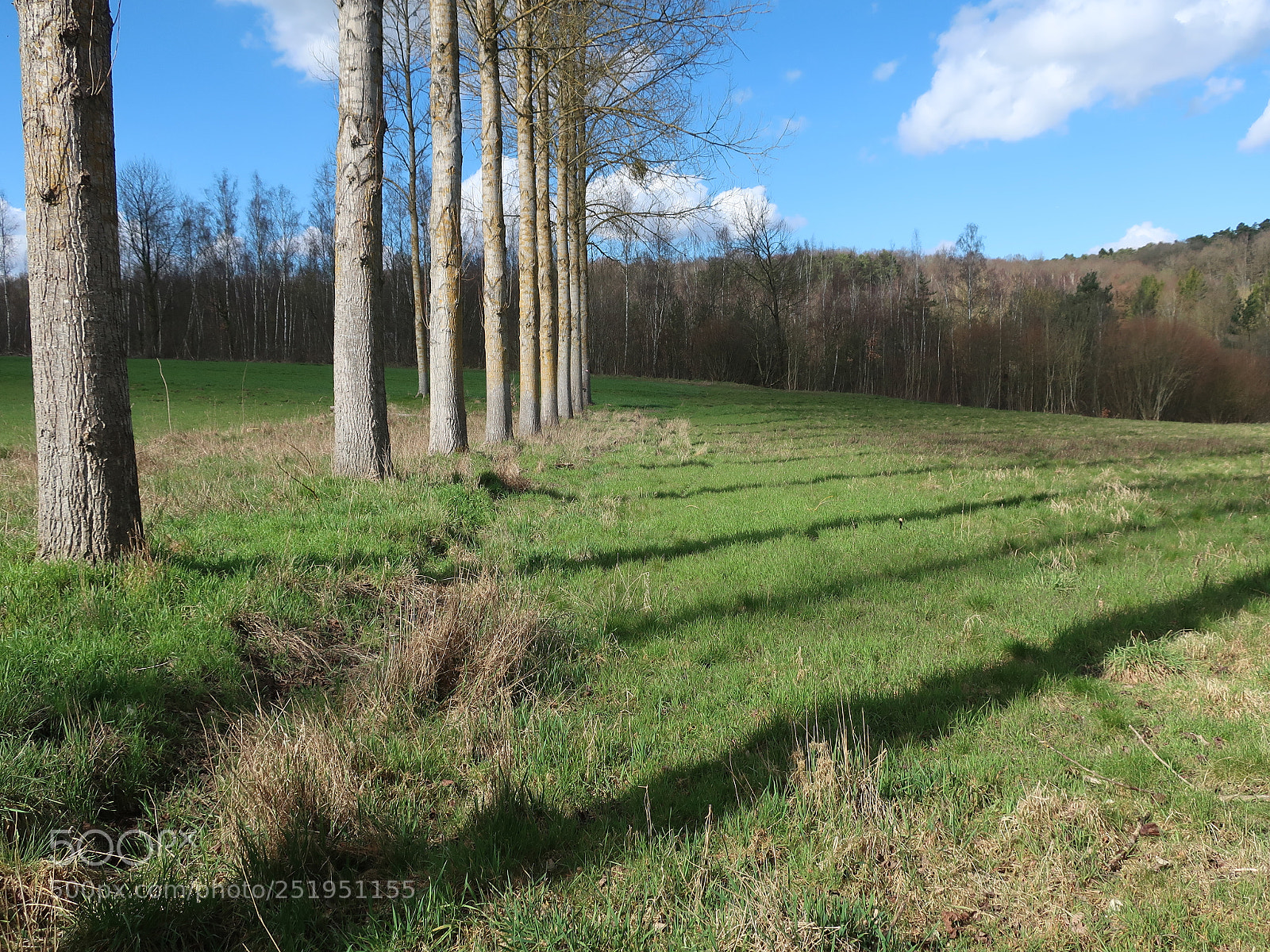Canon PowerShot G9 X Mark II sample photo. Aligned countrees. photography