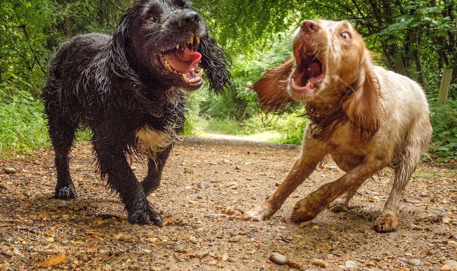 Fujifilm X-Pro2 sample photo. Playtime  photography