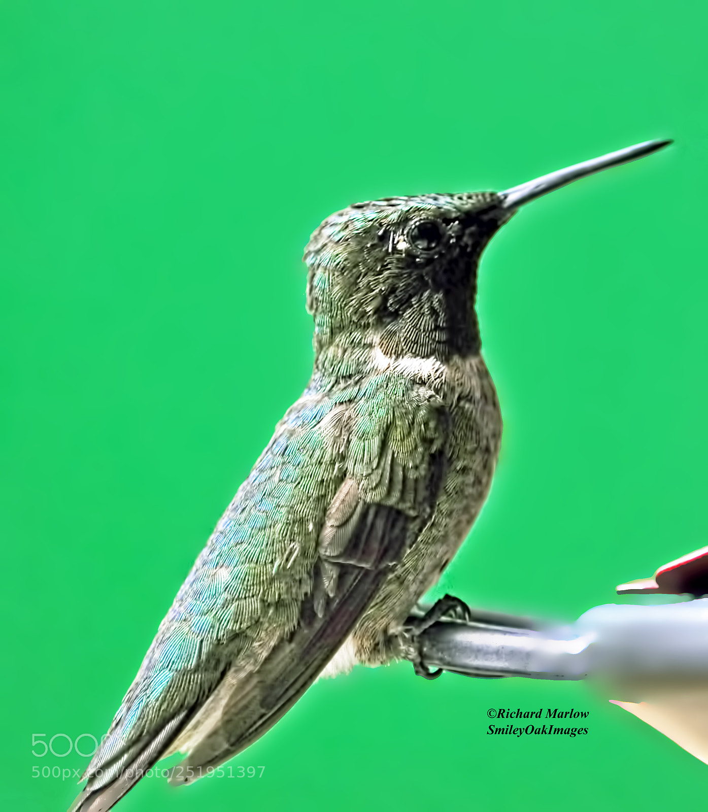 Nikon D5000 sample photo. Hummingbird photography