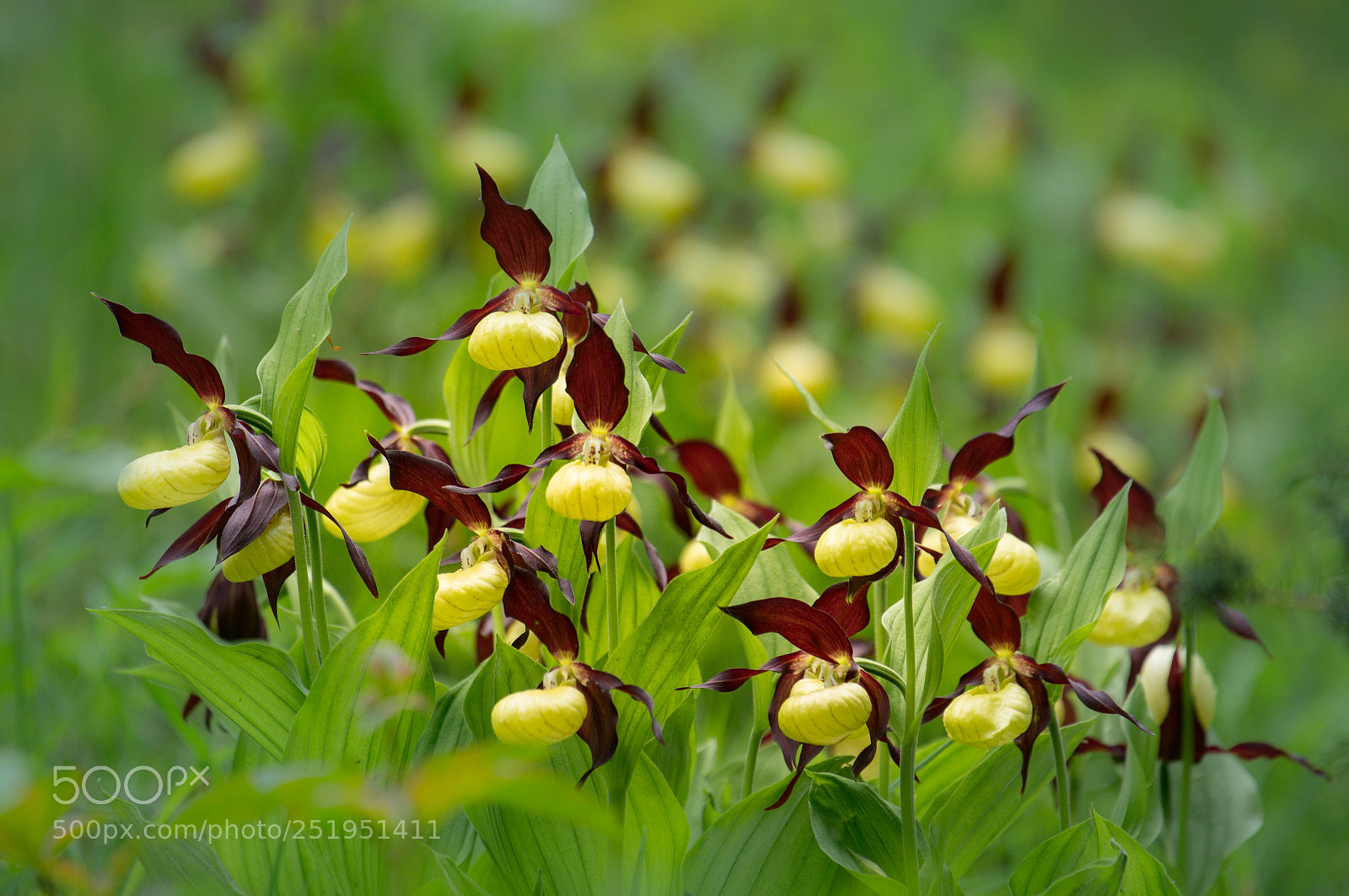 Sony Alpha DSLR-A580 sample photo. Yellow lady's slipper photography