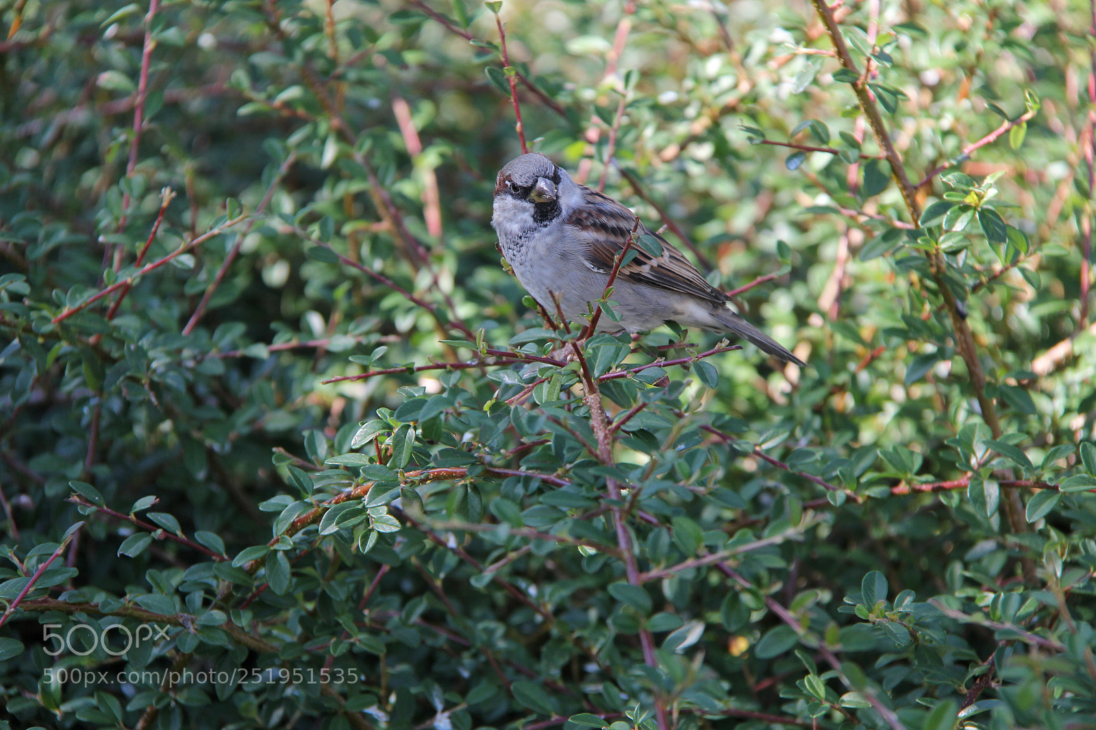 Canon EF-S 18-200mm F3.5-5.6 IS sample photo. Img photography
