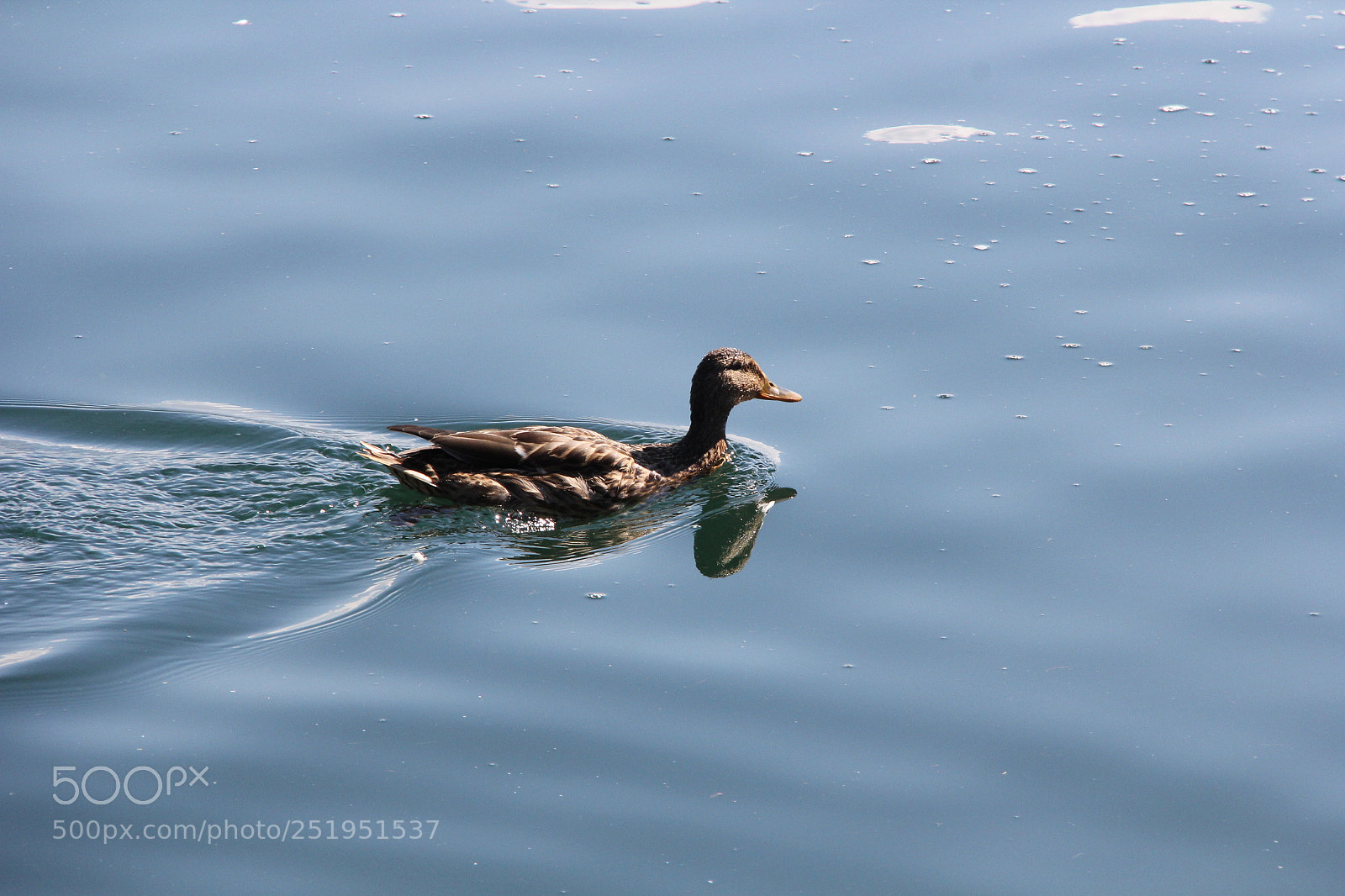 Canon EF-S 18-200mm F3.5-5.6 IS sample photo. Img photography